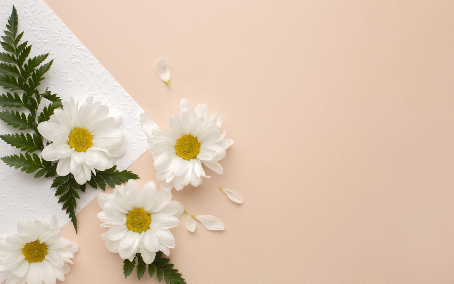 Белые хризантемы с зелеными листьями на розовом фоне