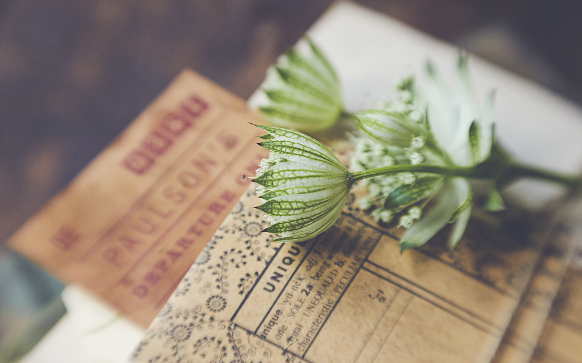 Белые цветы с бумагой на столе