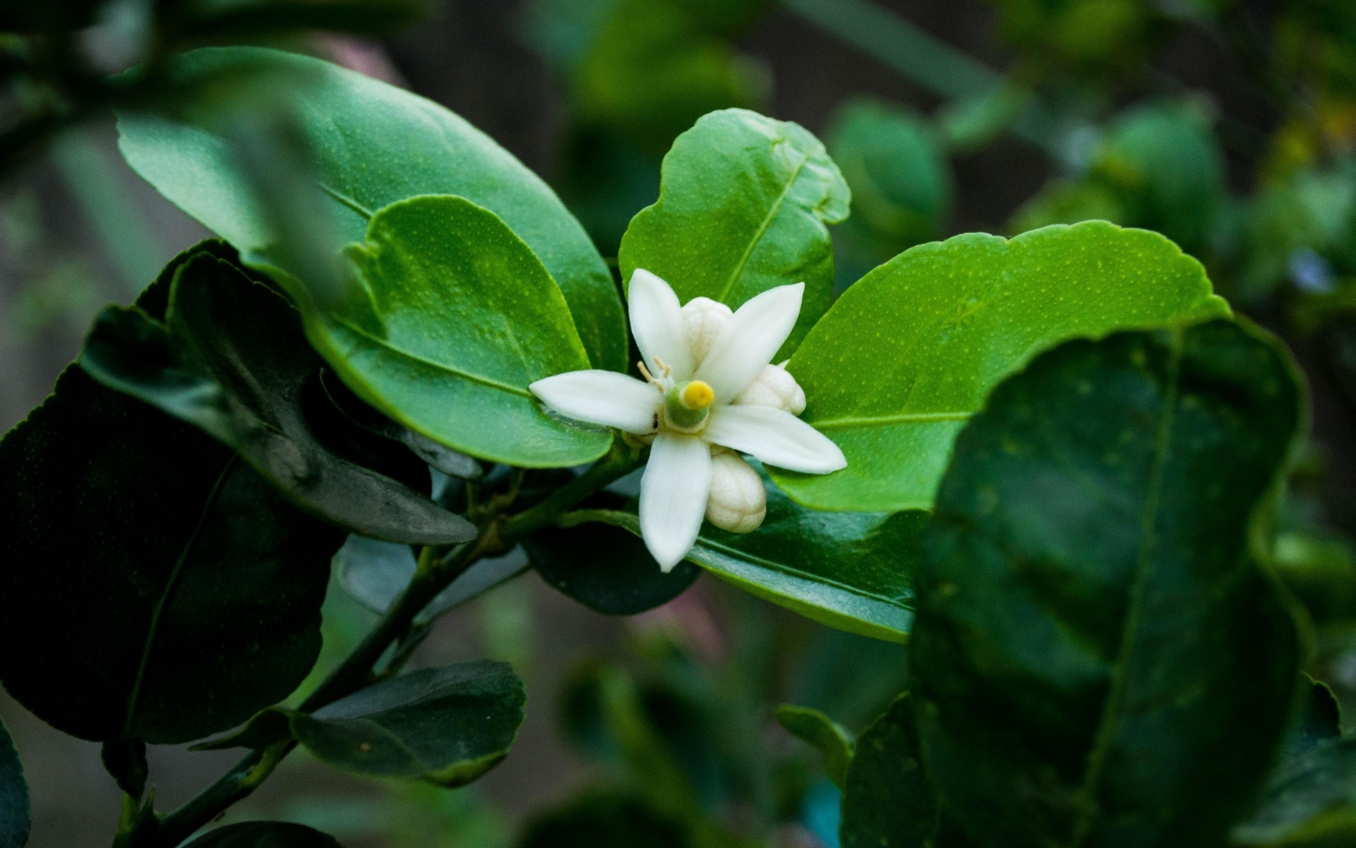 Белый цветок лайма на ветке в зеленых листьях
