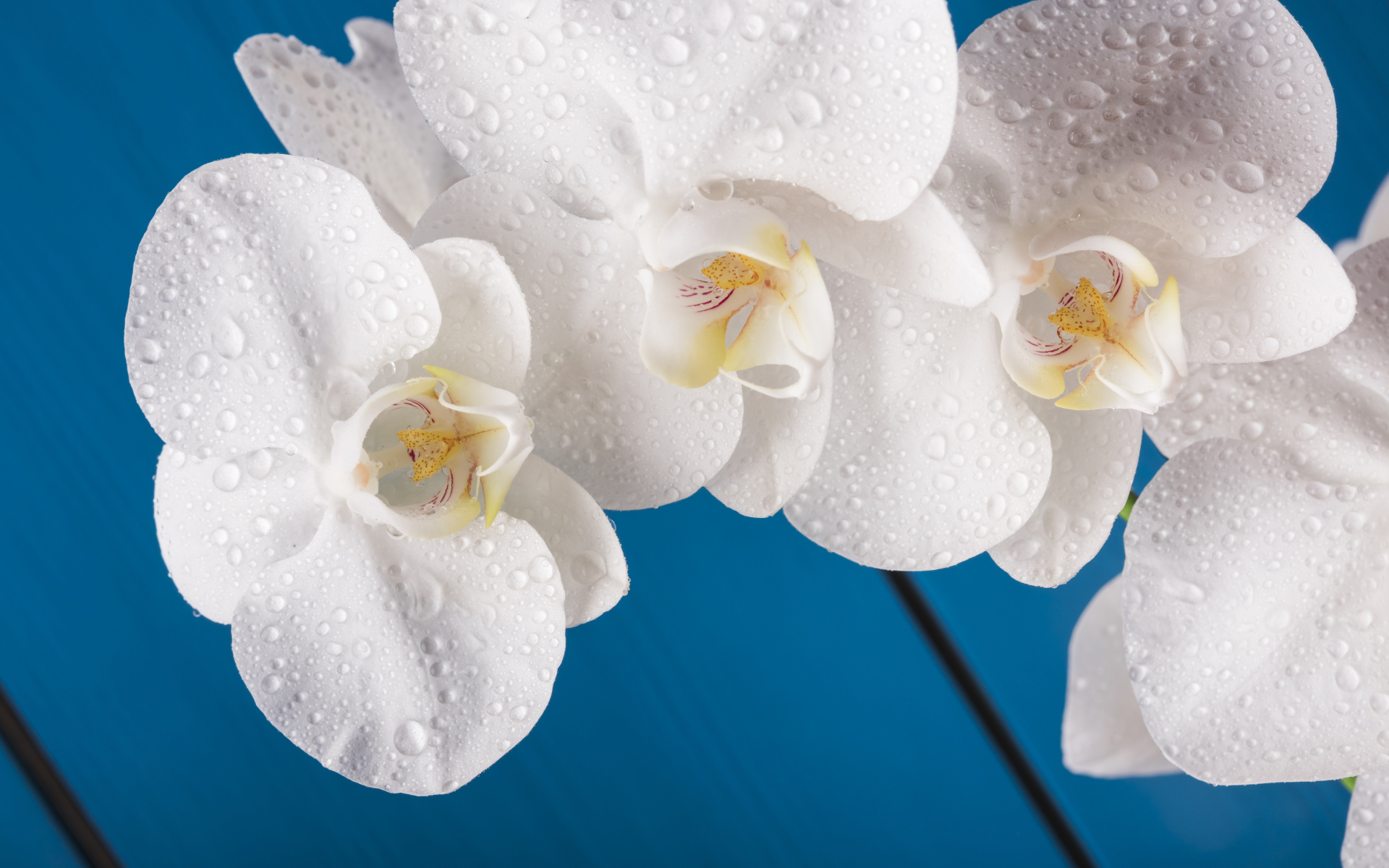 Белые цветы орхидеи на голубом фоне