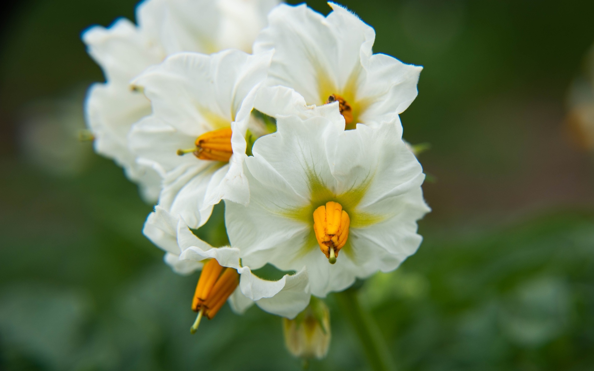 Белые цветы картофеля крупным планом