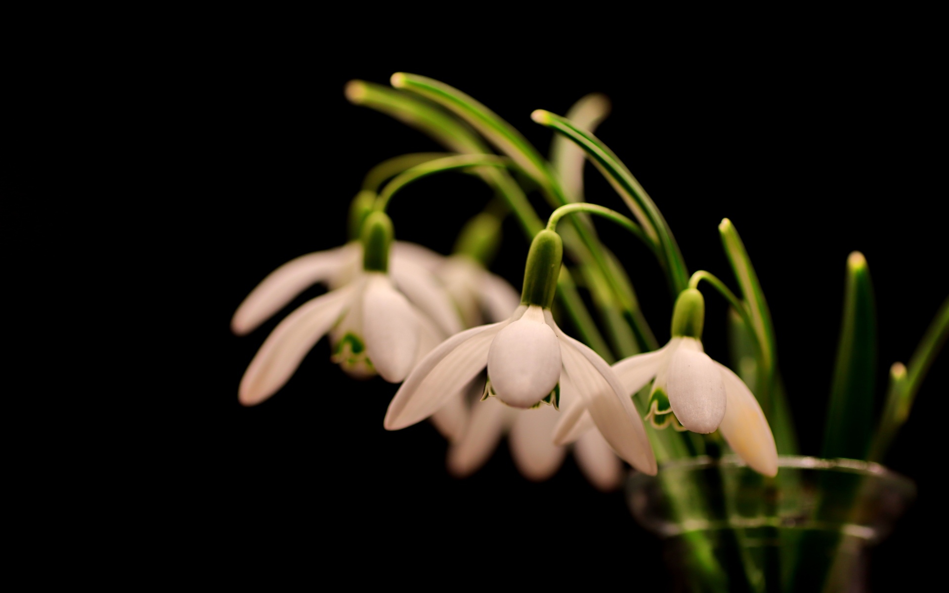 Белые маленькие подснежники в вазе на черном фоне