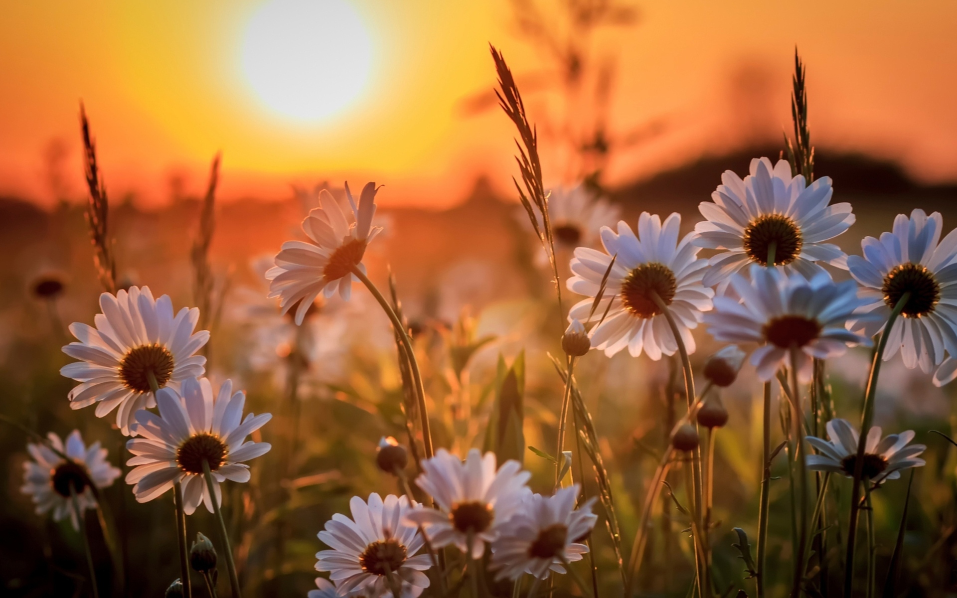 Белые нежные ромашки на рассвете в поле