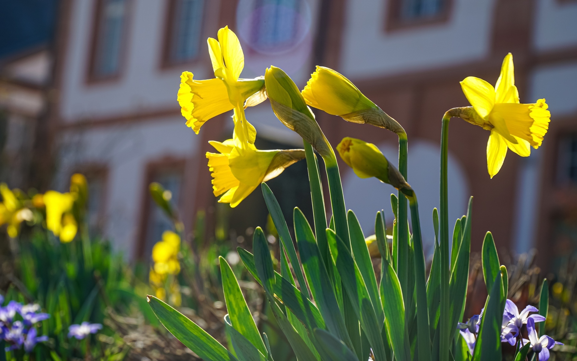 Желтые нарциссы распускаются на клумбе весной