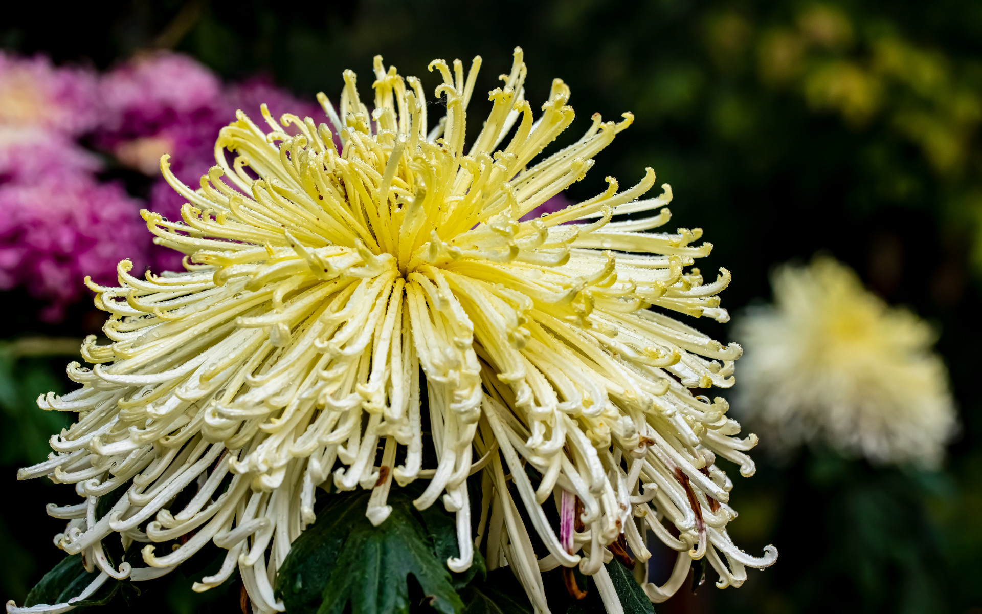 Желтый отцветающий цветок хризантемы