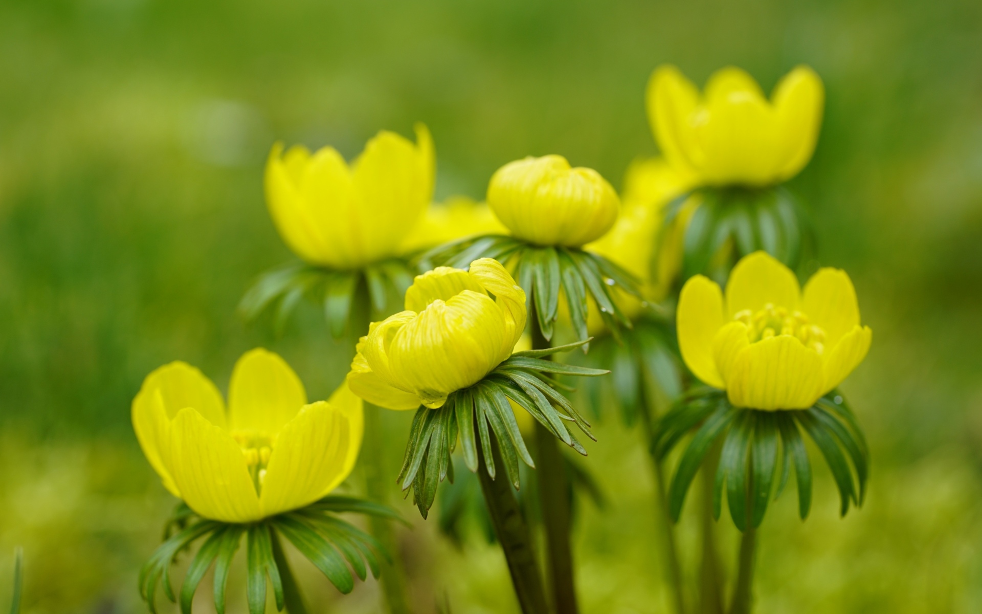 Желтые цветы рябчика крупным планом