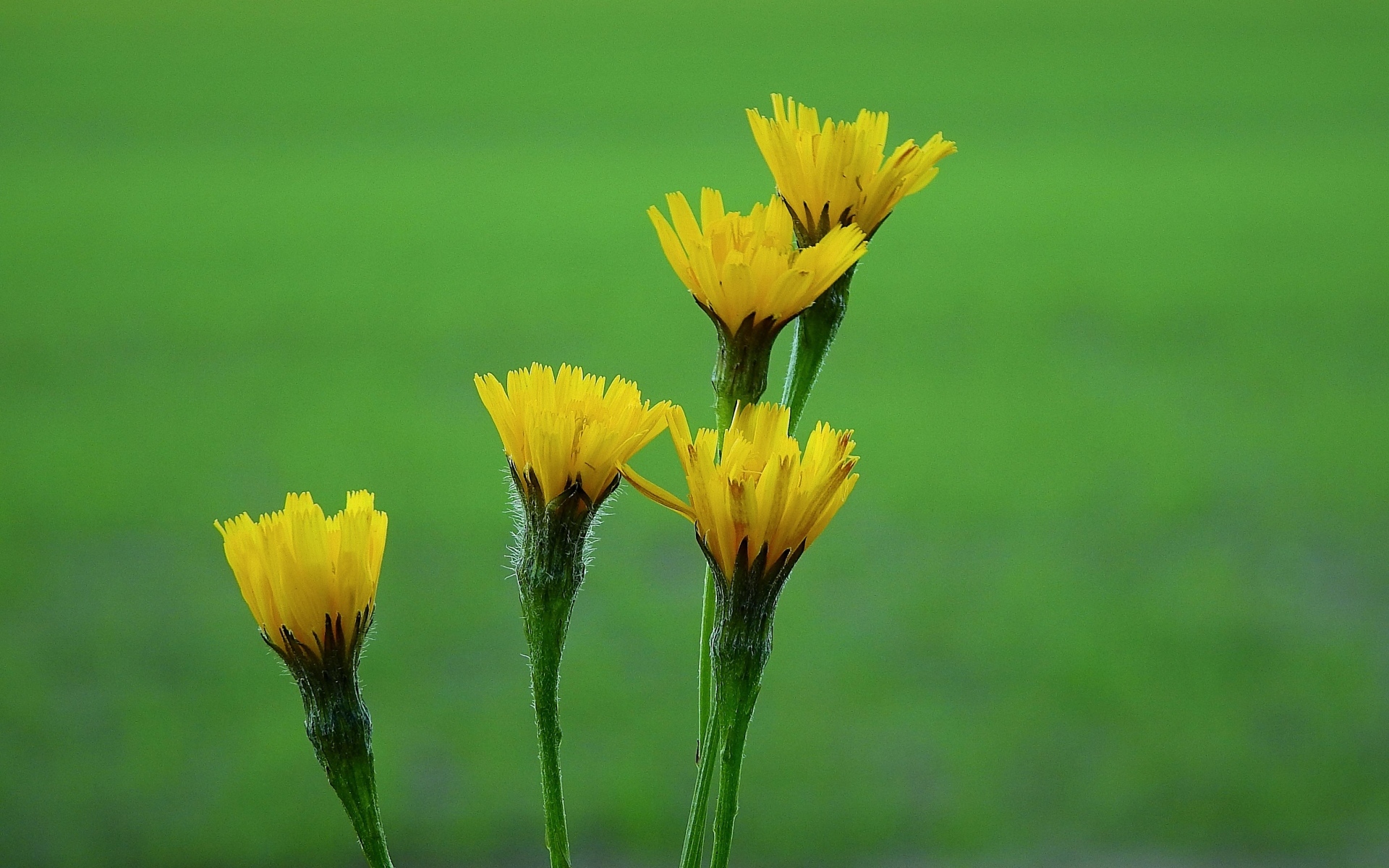 Желтые цветы молочая на зеленом фоне