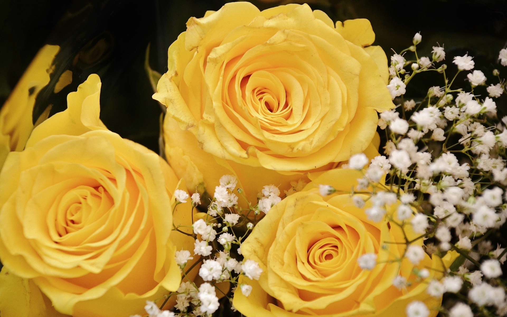 Желтые розы с белыми цветами гипсофилы