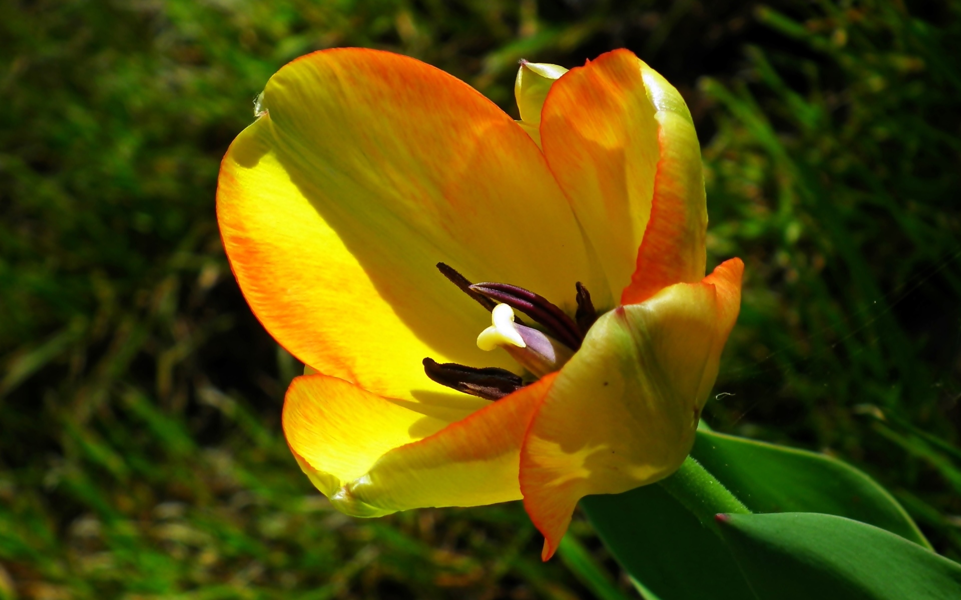 Желтый тюльпан в лучах солнца на клумбе