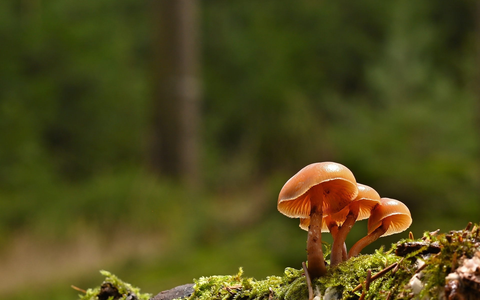 Пластинчатые грибы на покрытой мхом земле