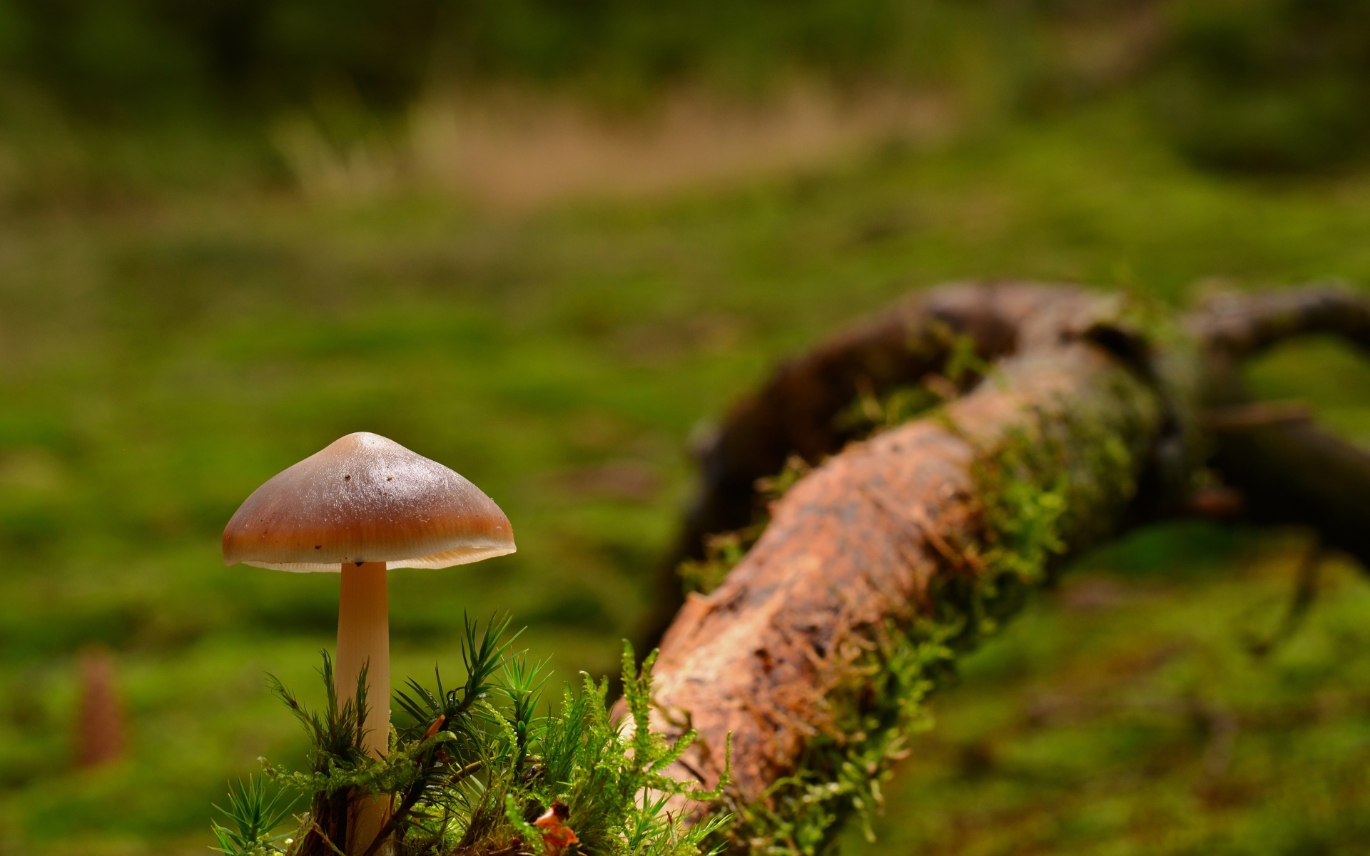 Гриб с зеленым мхом на ветке дерева