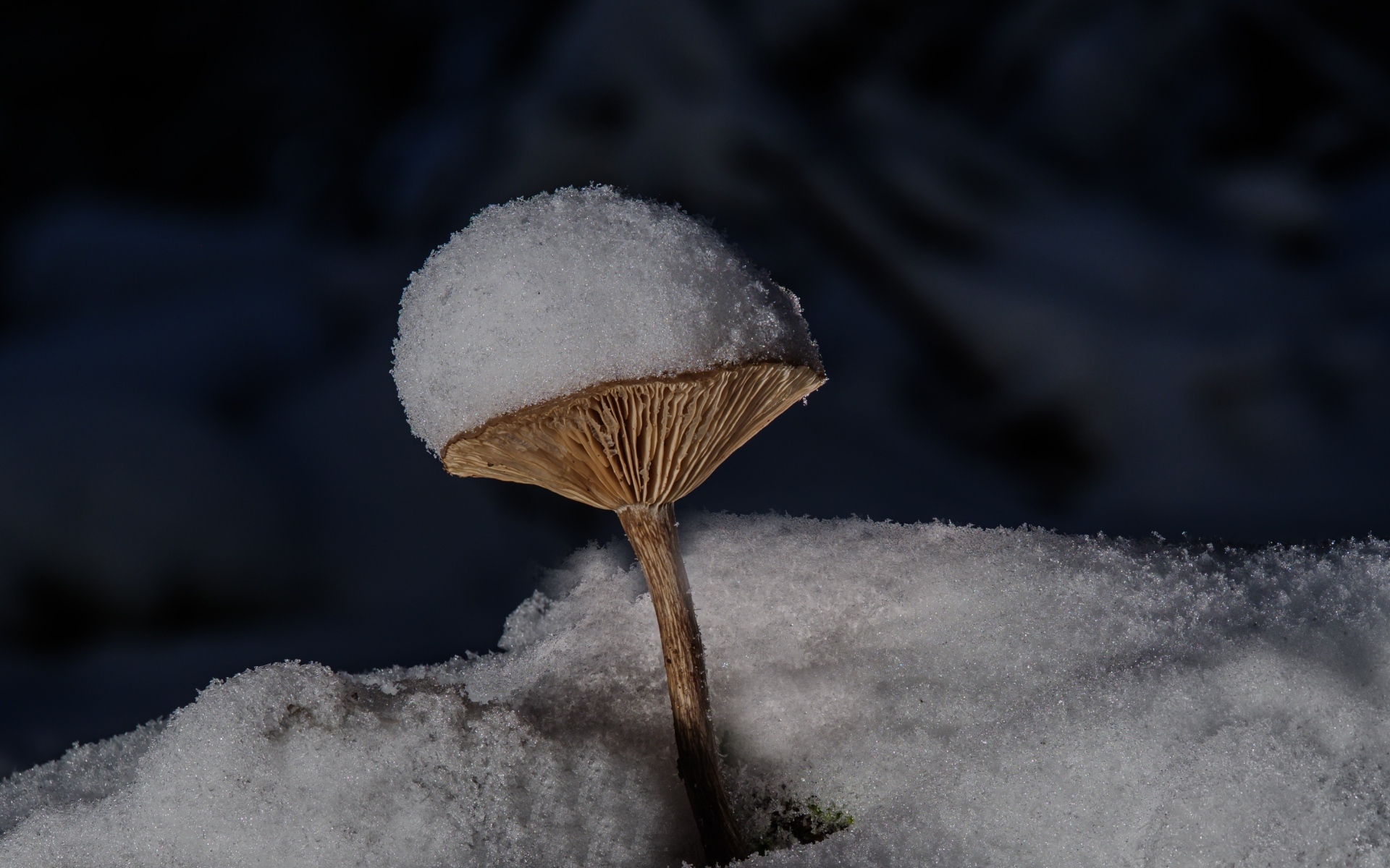 Маленькие гриб в снегу на земле в лесу