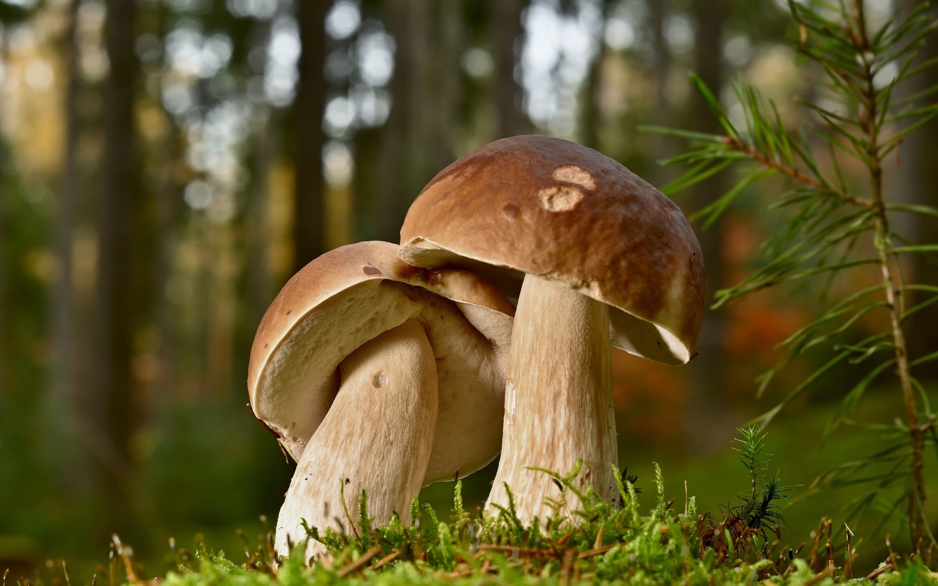 Два больших подберезовика в лесу