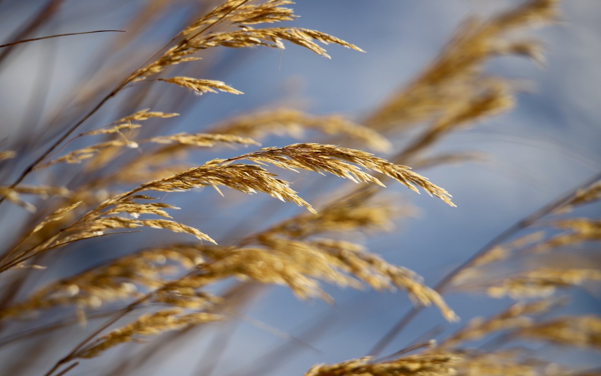 Колосья полевой травы крупным планом