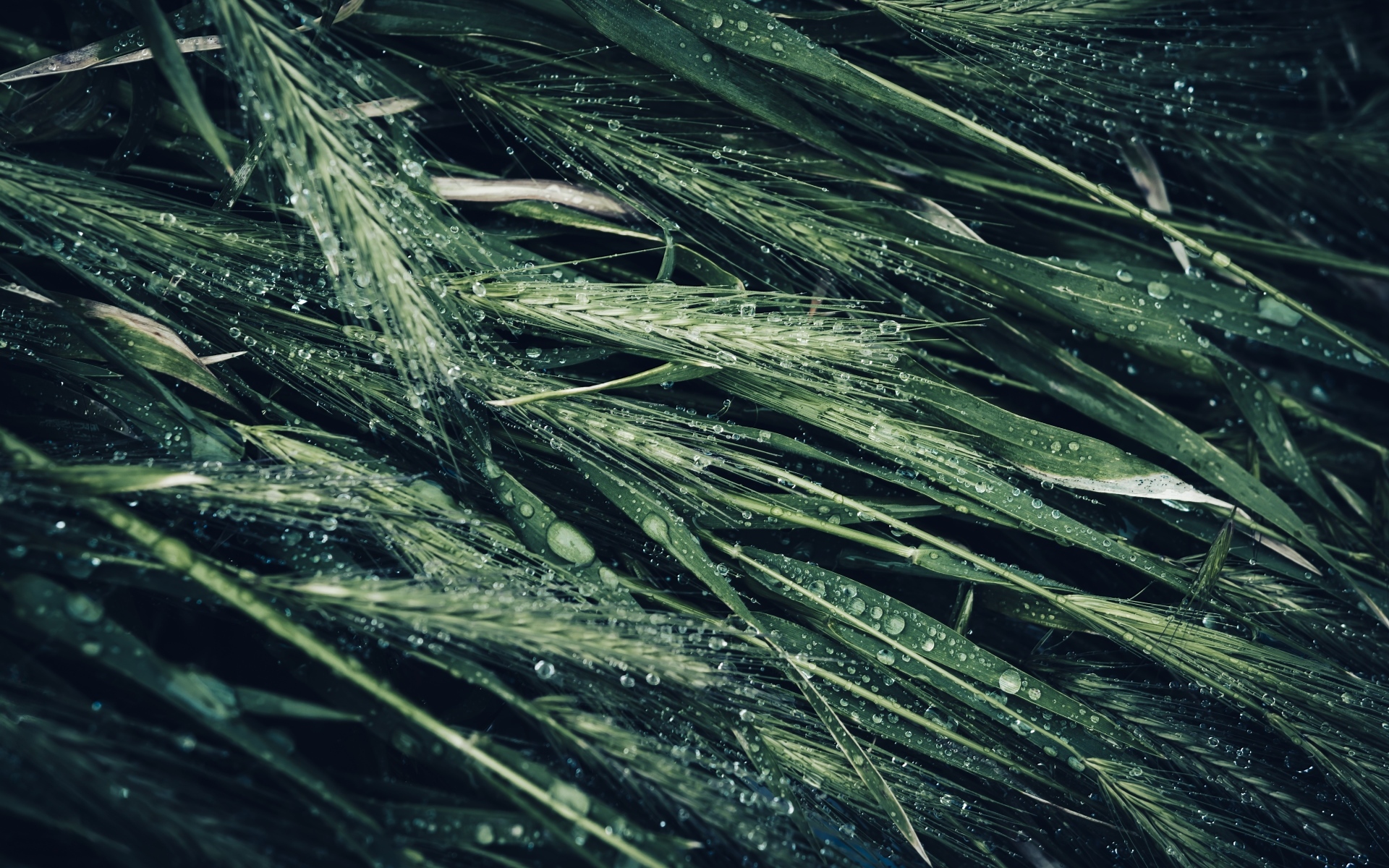 Зеленые колосья травы в каплях дождя