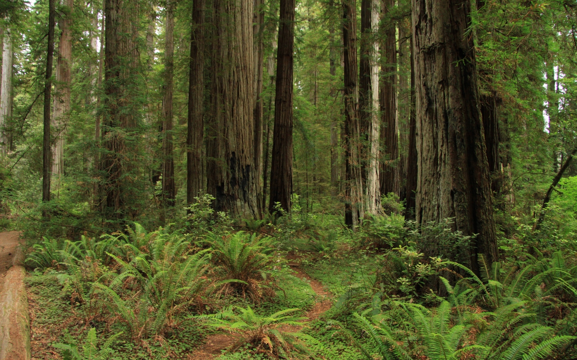 Зеленый папоротник с деревьями в лесу