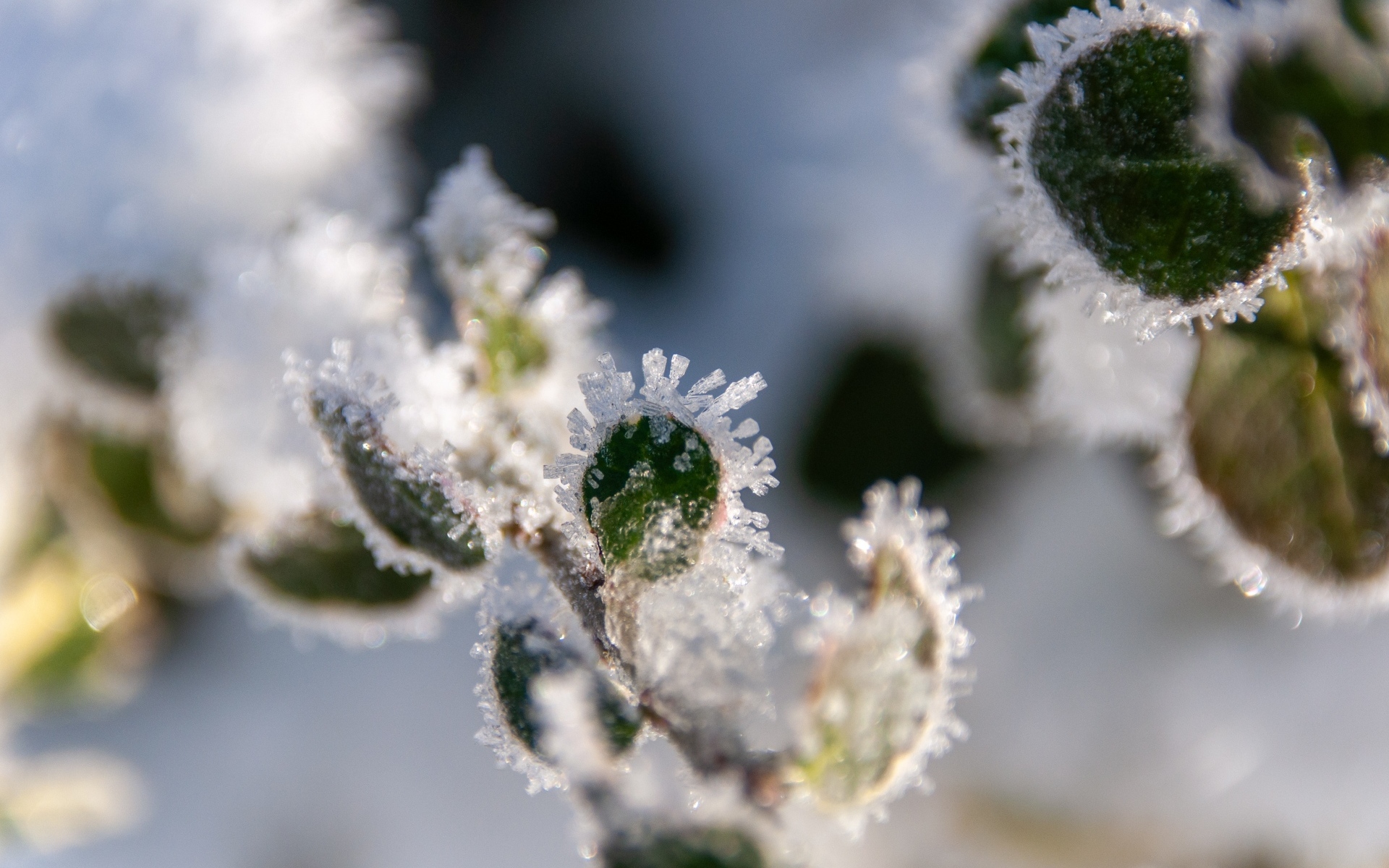 Зеленые листья покрытые холодным инеем