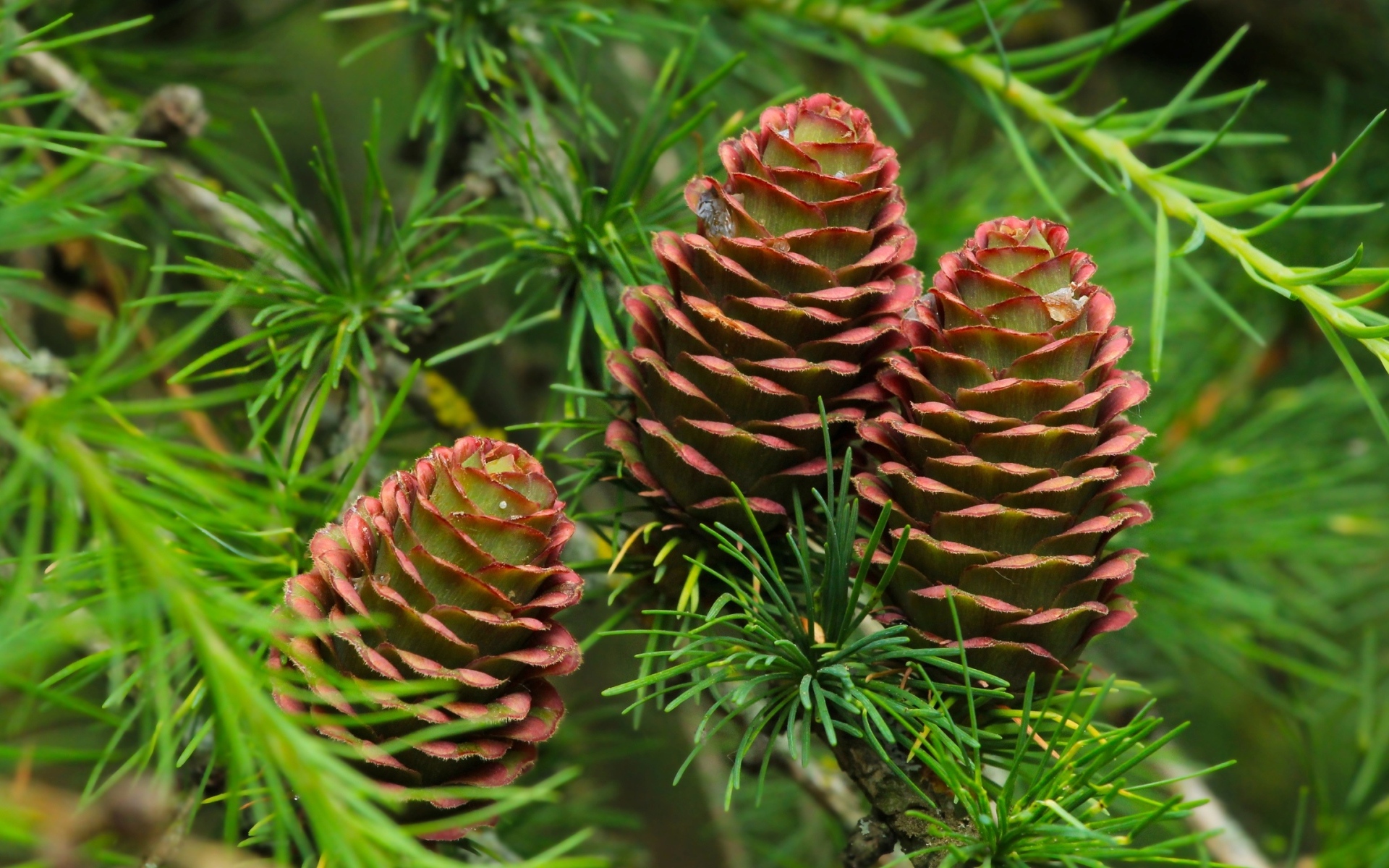 Большие шишки на ветках хвойного дерева