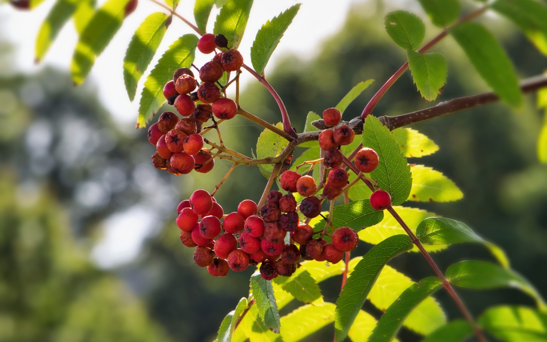 Красные ягоды рябины на ветке крупным планом
