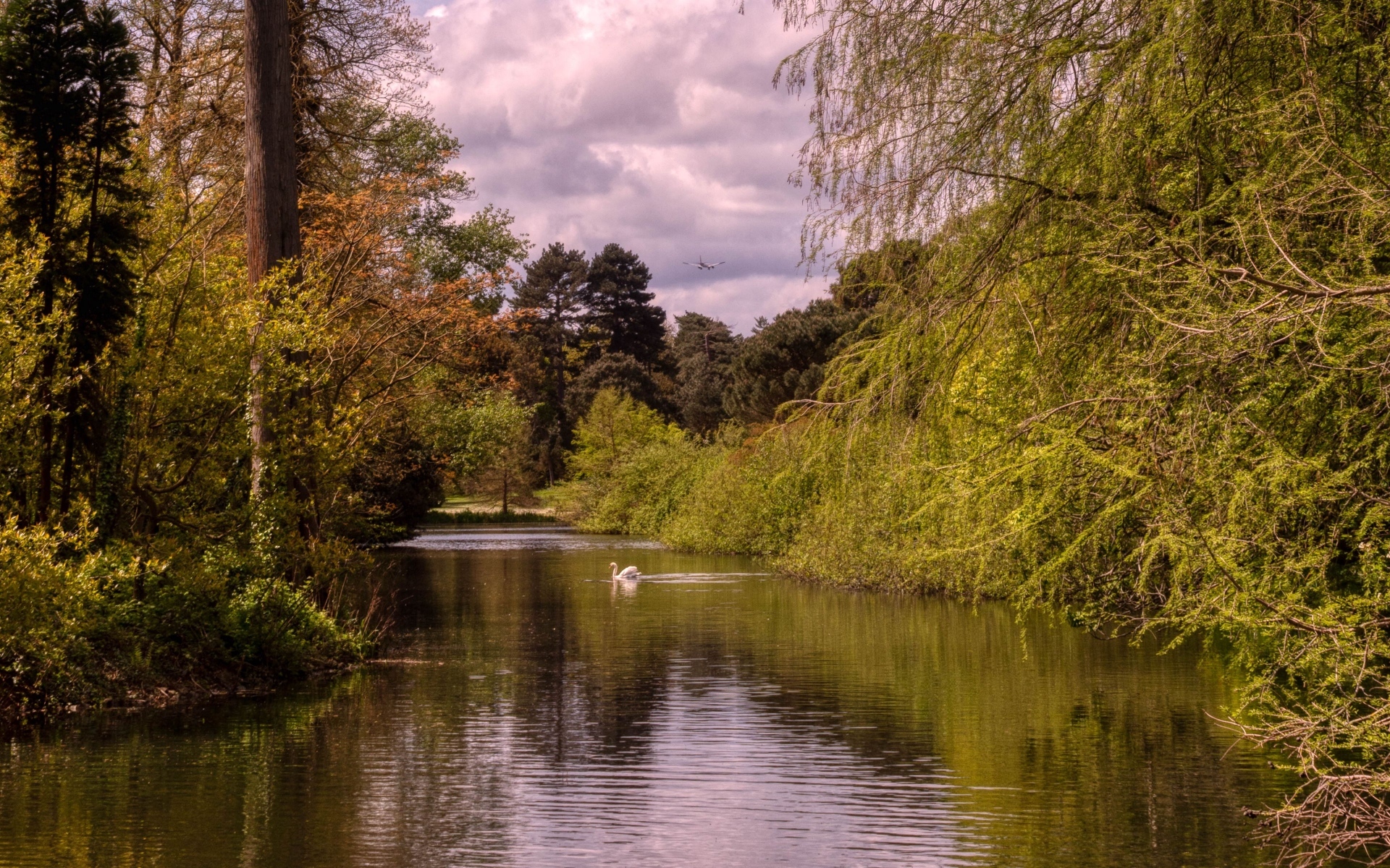 Красивый вид на тихую реку с лебедем