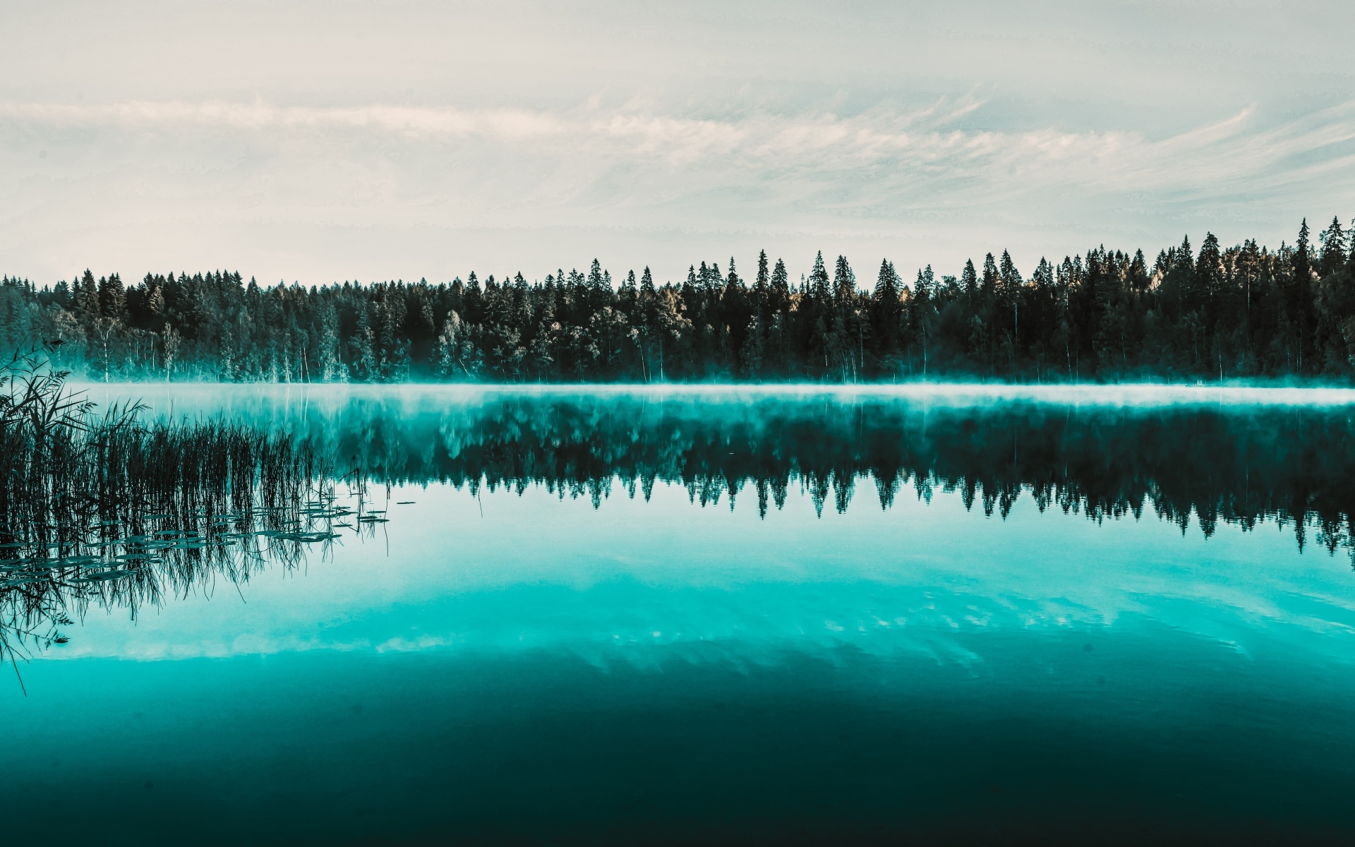 Туман над холодным озером у хвойного леса