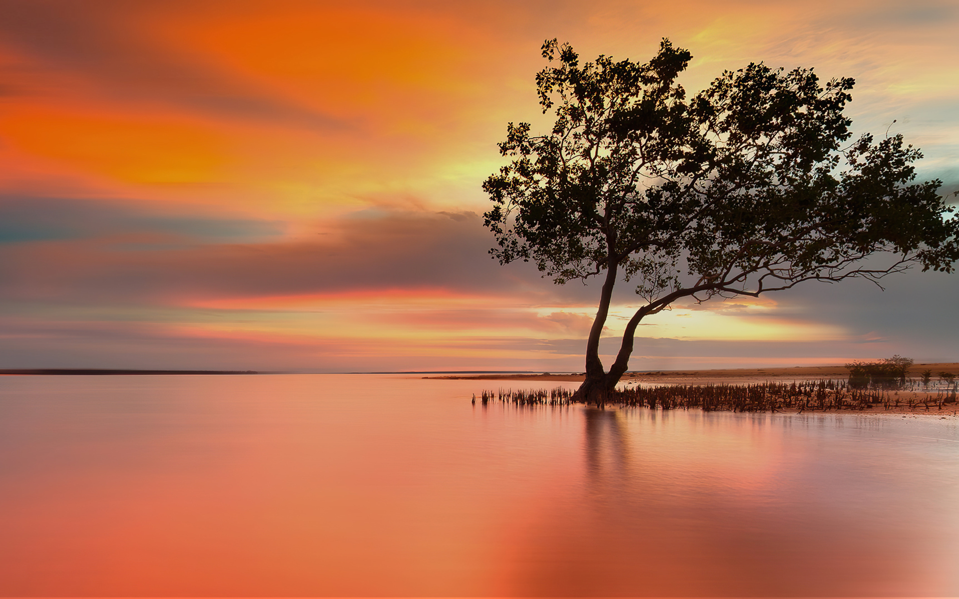 Одинокое дерево в озере на закате солнца