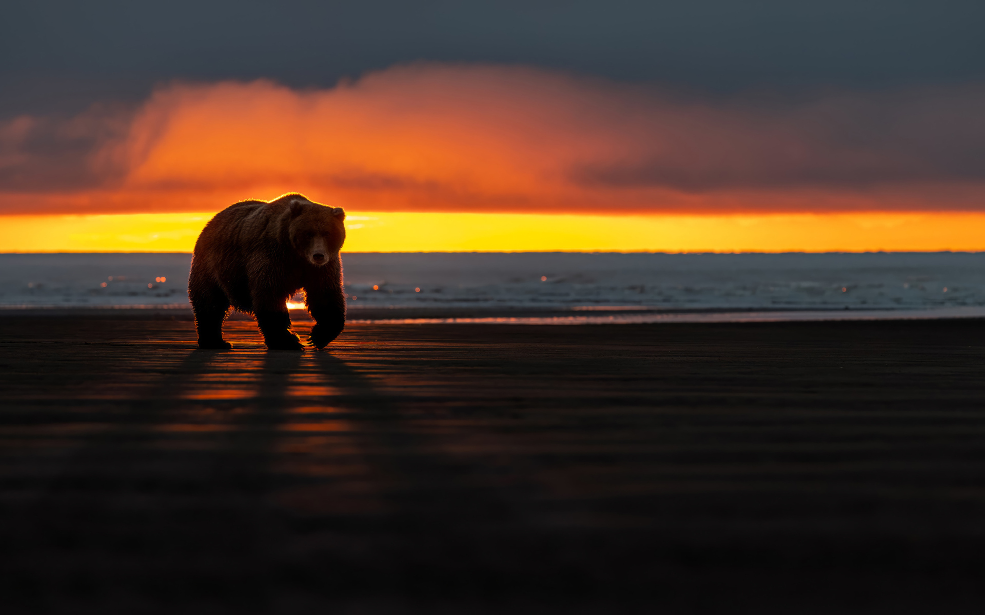 Большой бурый медведь у моря на закате