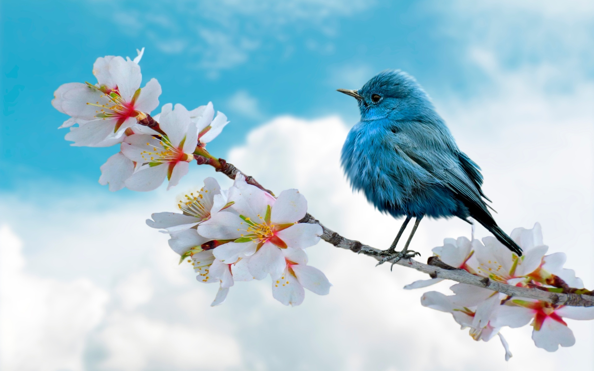 Голубая птица сидит на цветущей ветке весной