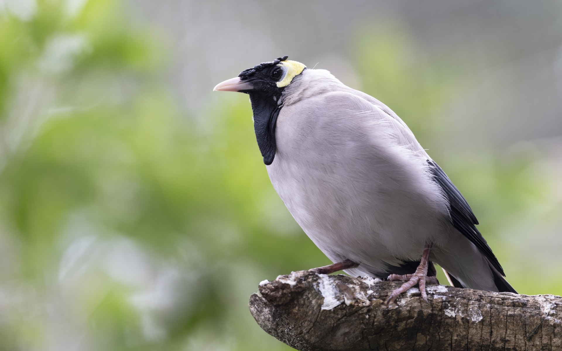 Большая серая птица сидит на ветке