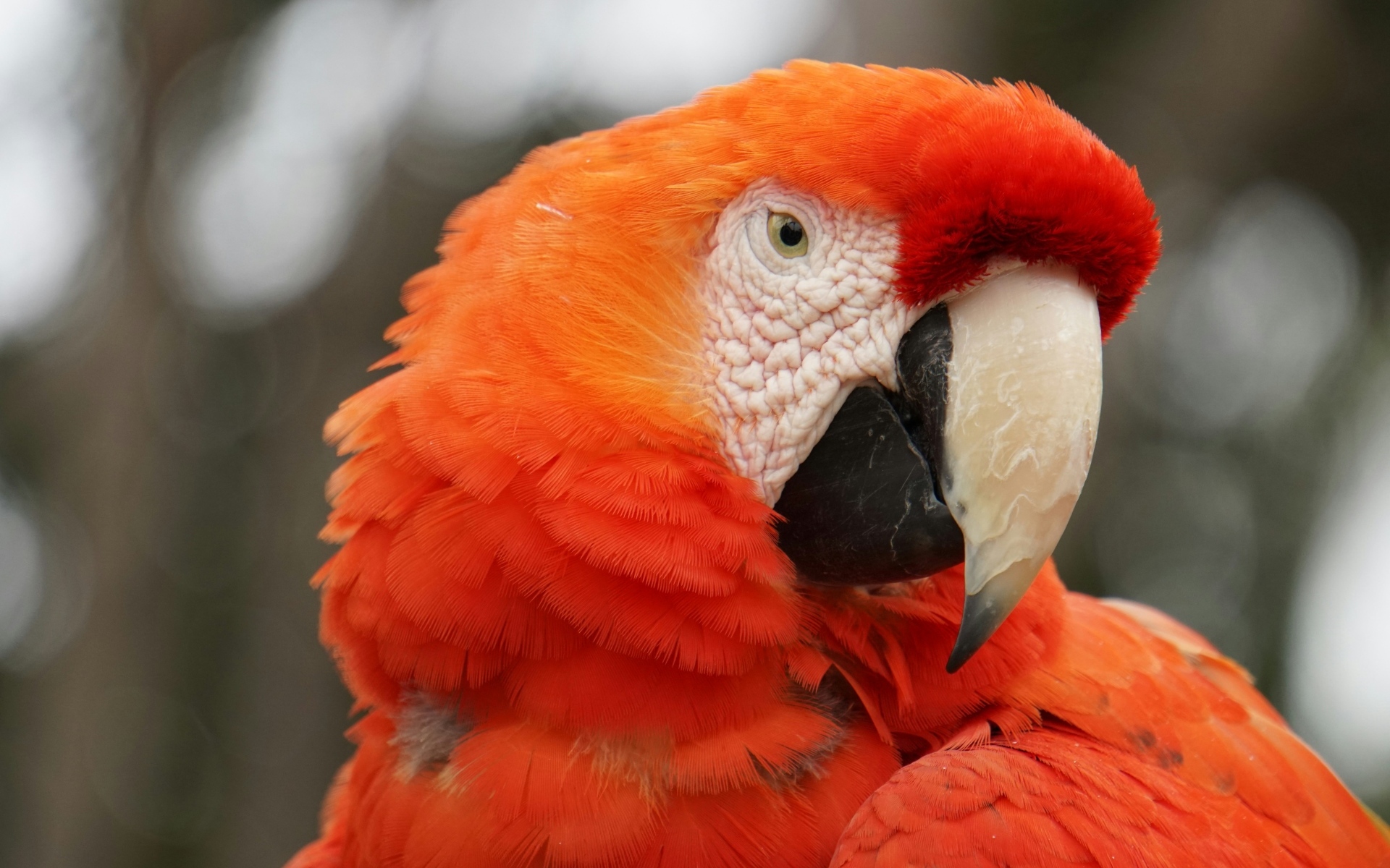 Голова красного ара в острым клювом