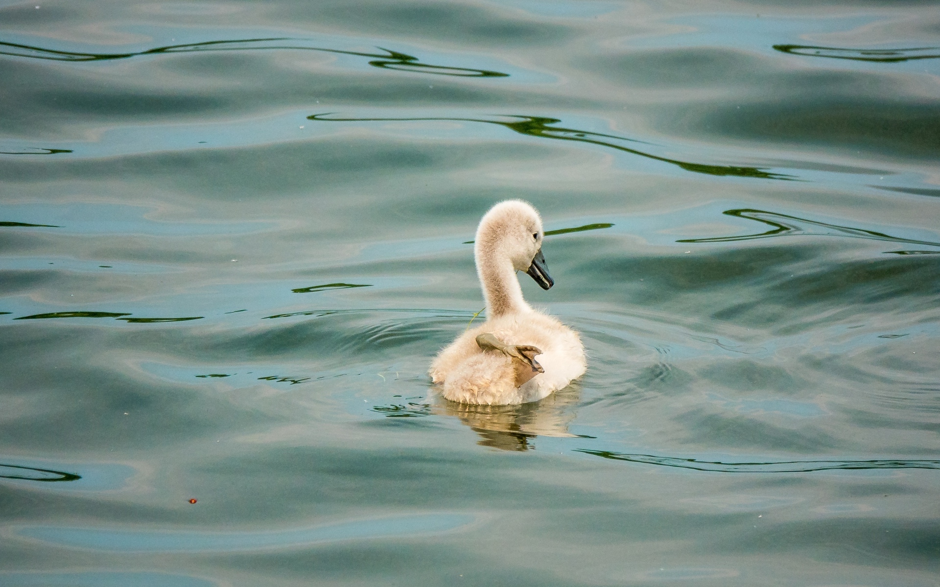 Маленький птенец лебедя в воде