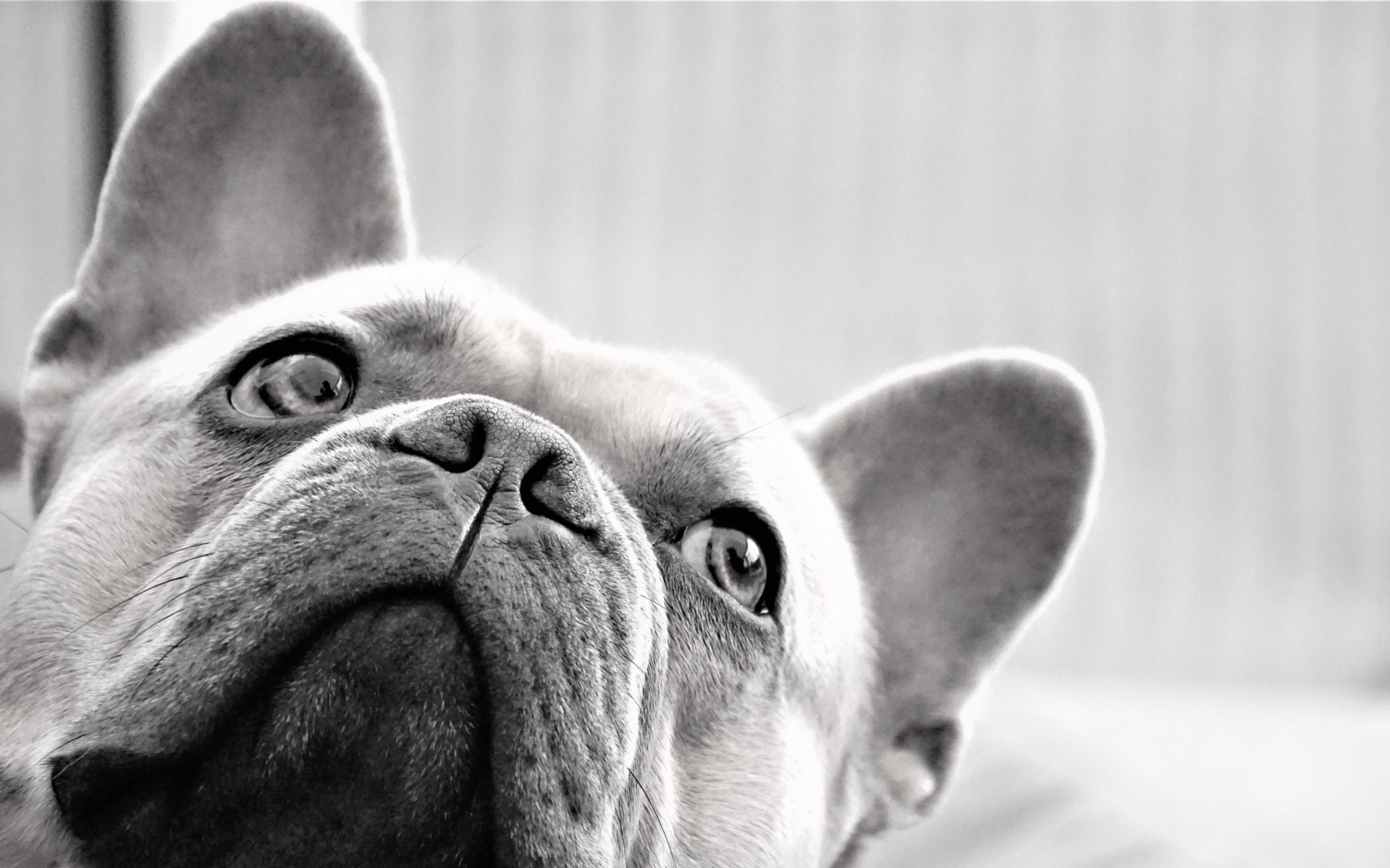 Грустная морда французского бульдога