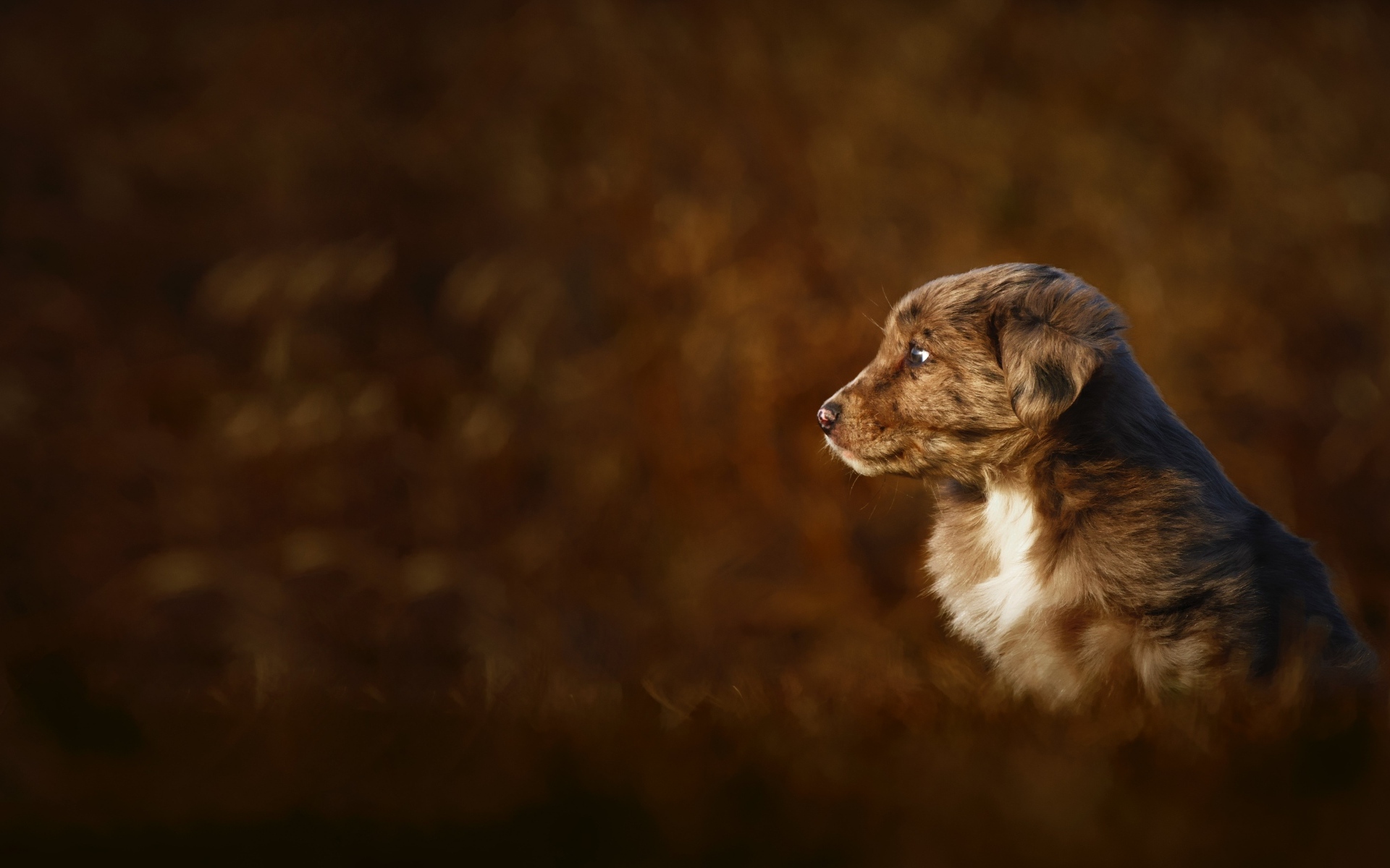 Маленький коричневый щенок крупным планом
