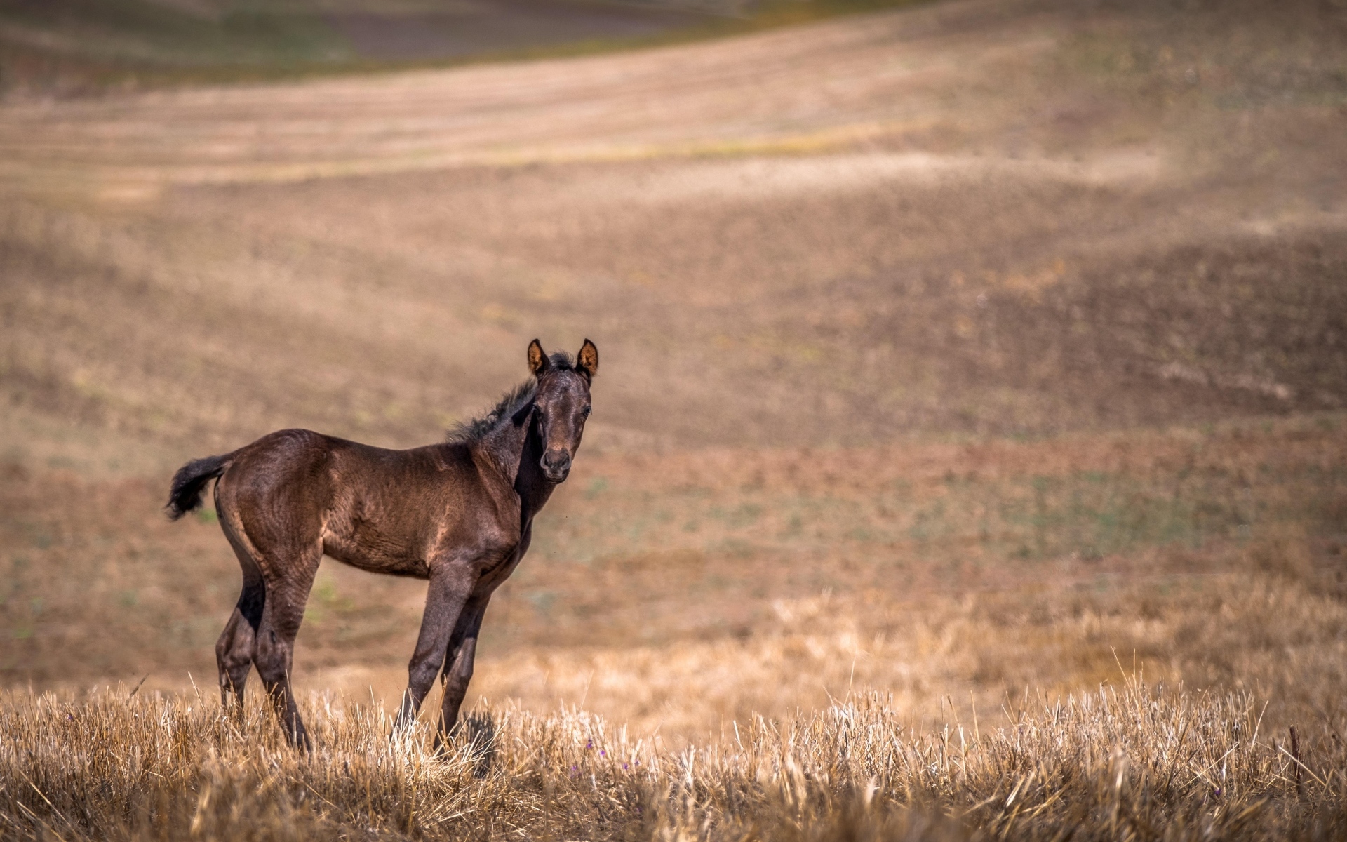 Жеребенок на пастбище 