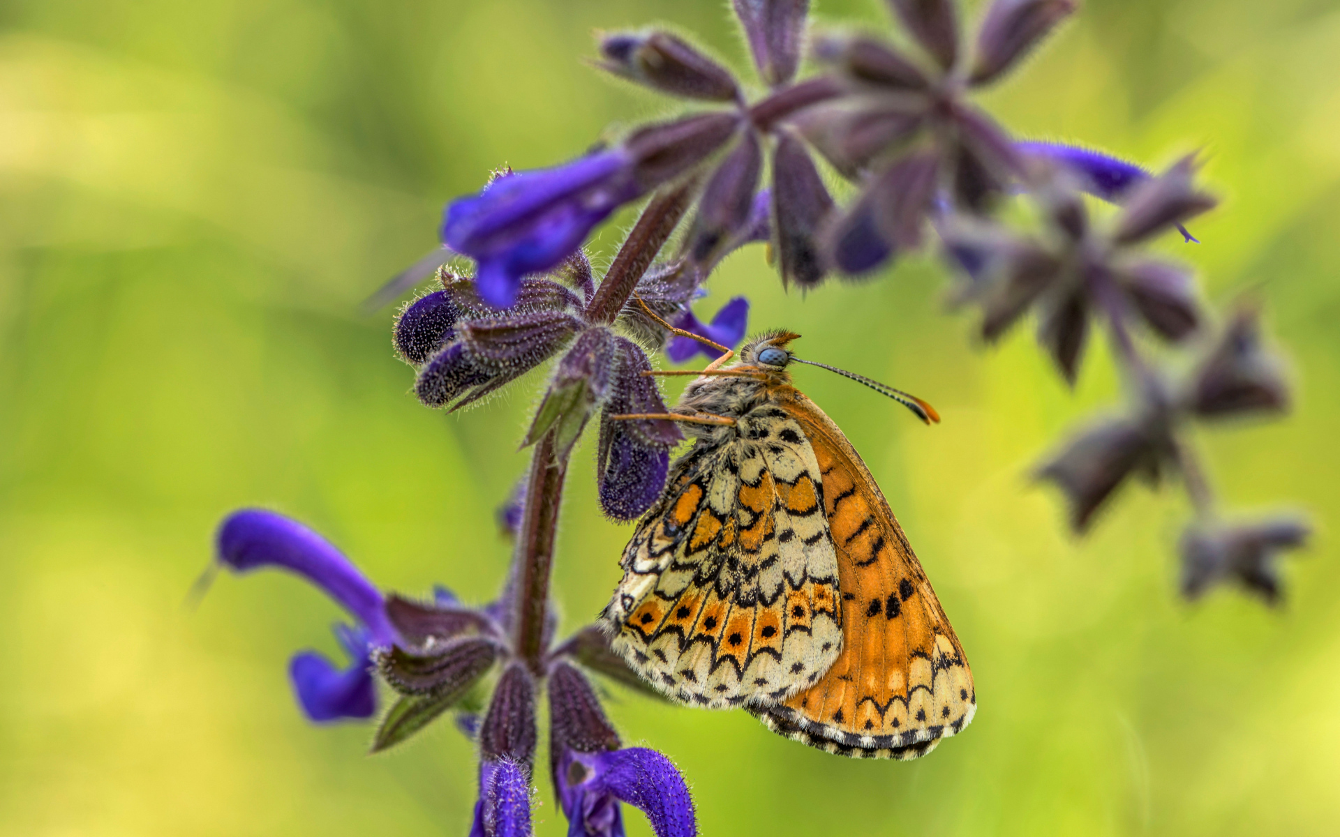 Бабочка висит на ветке  с синими цветами