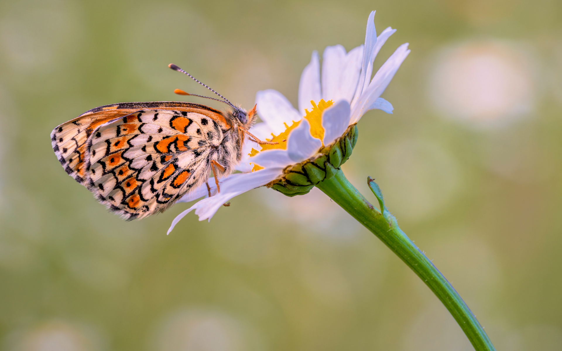 Бабочка сидит на белой садовой ромашке