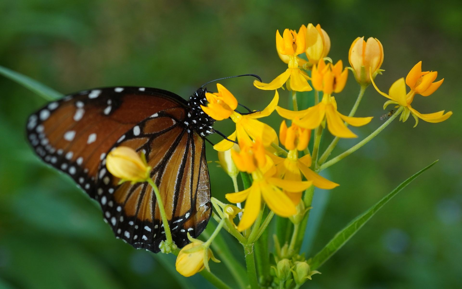 Коричневая большая бабочка сидит на желтом цветке
