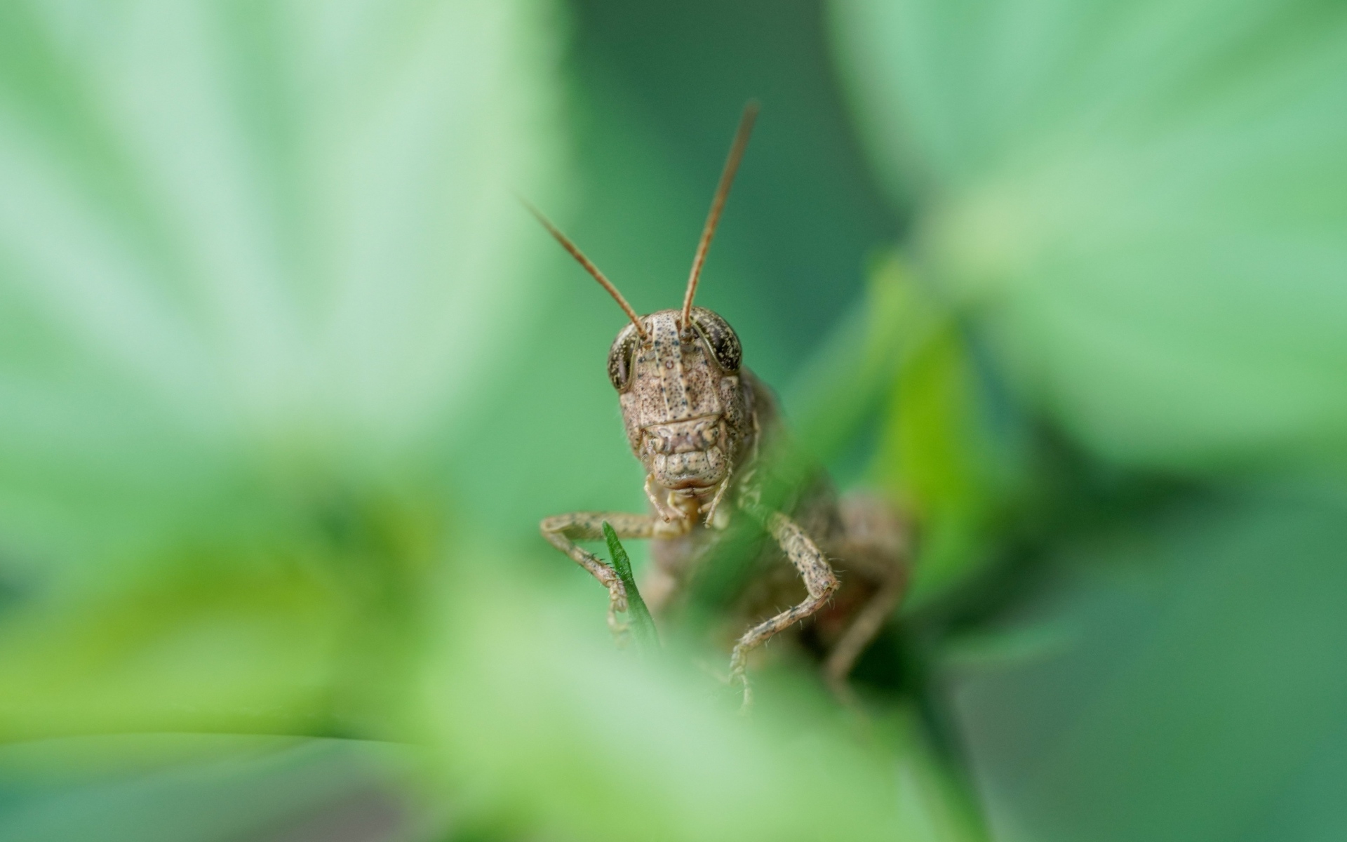 Большой кузнечик прячется в листьях 