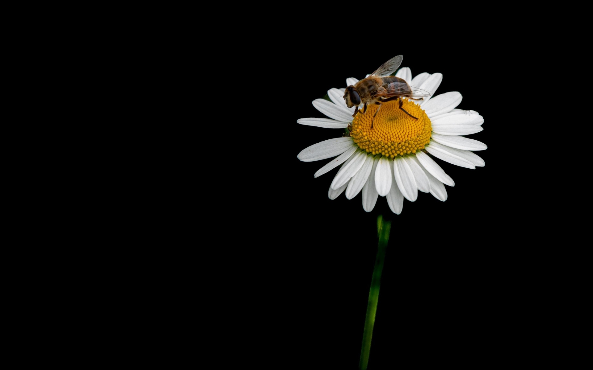 Маленькая пчела сидит на ромашке на черном фоне