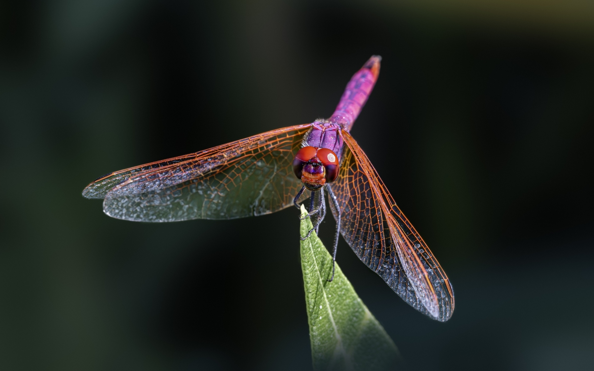 Розовая стрекоза сидит на зеленом листе крупным планом