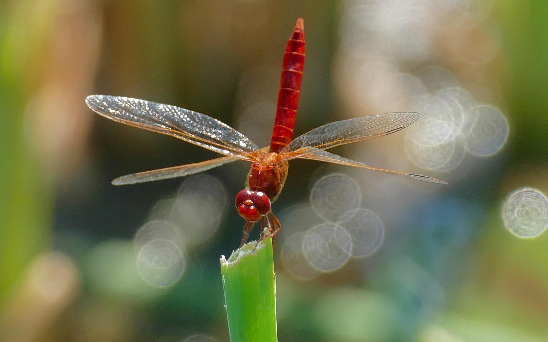 Красная стрекоза с большими крыльями сидит на зеленой траве