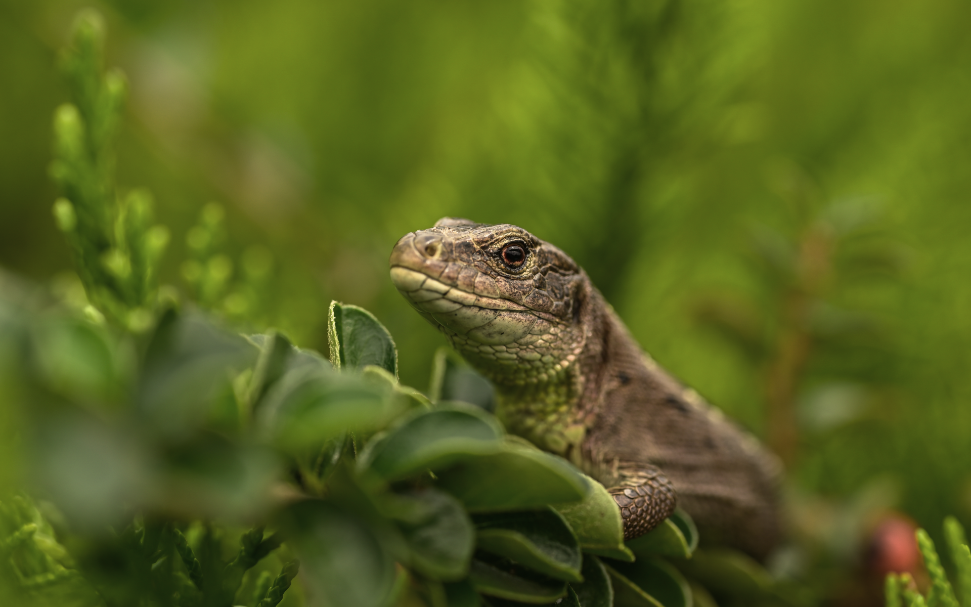 Большая серая ящерица в зеленых листьях 