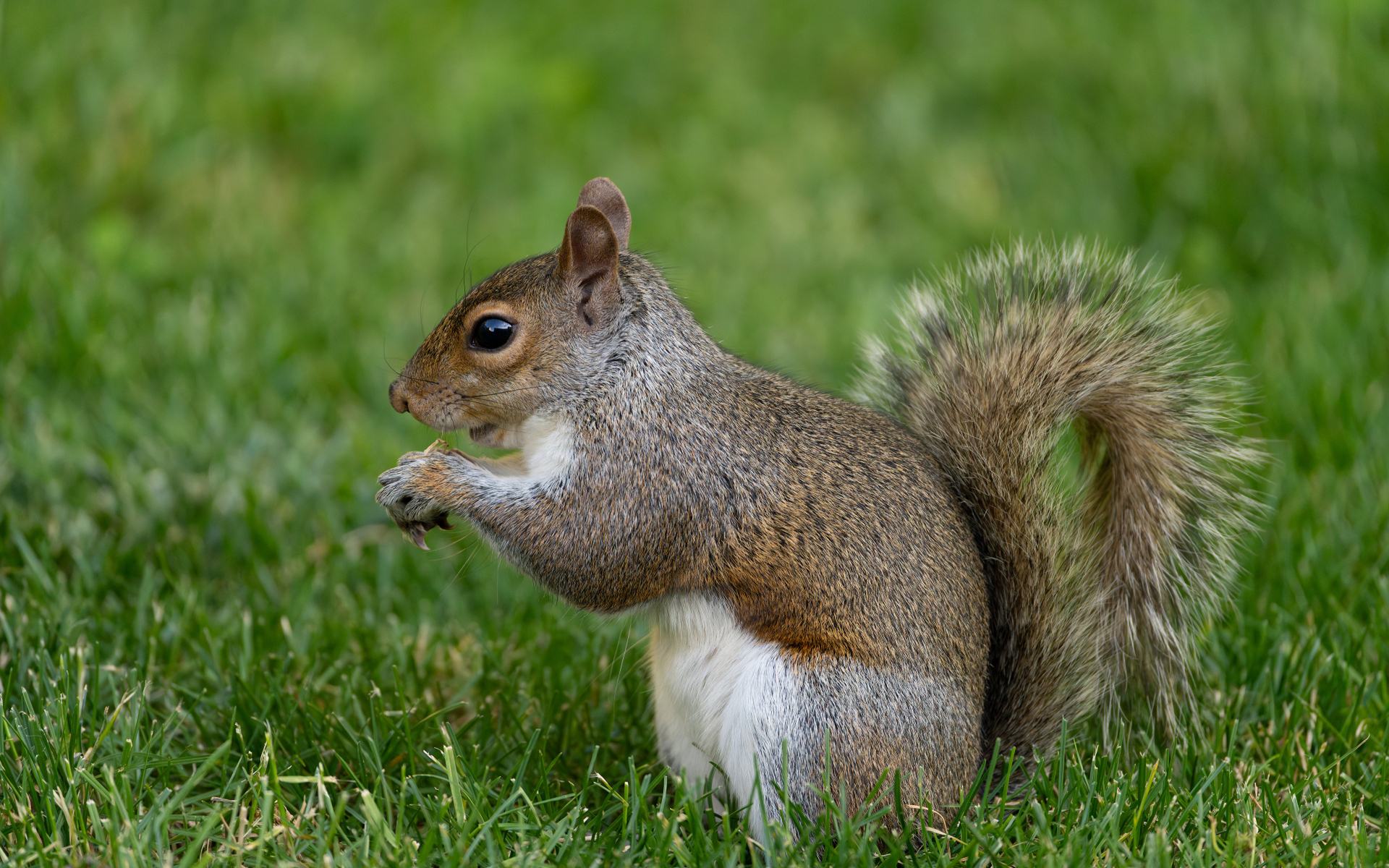 Большая белка с пушистым хвостом в зеленой траве