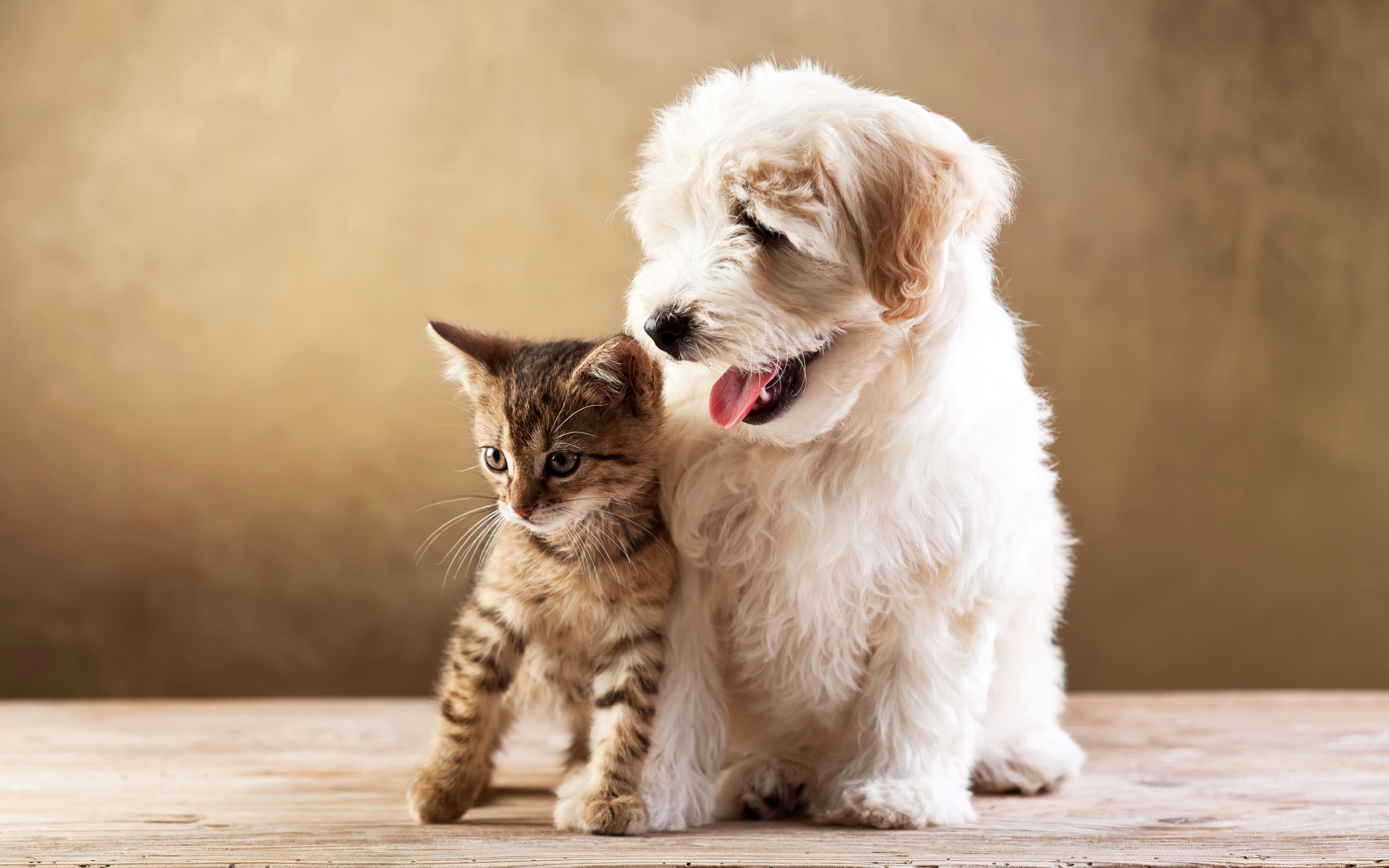 Маленький пушистый щенок с серым котенком