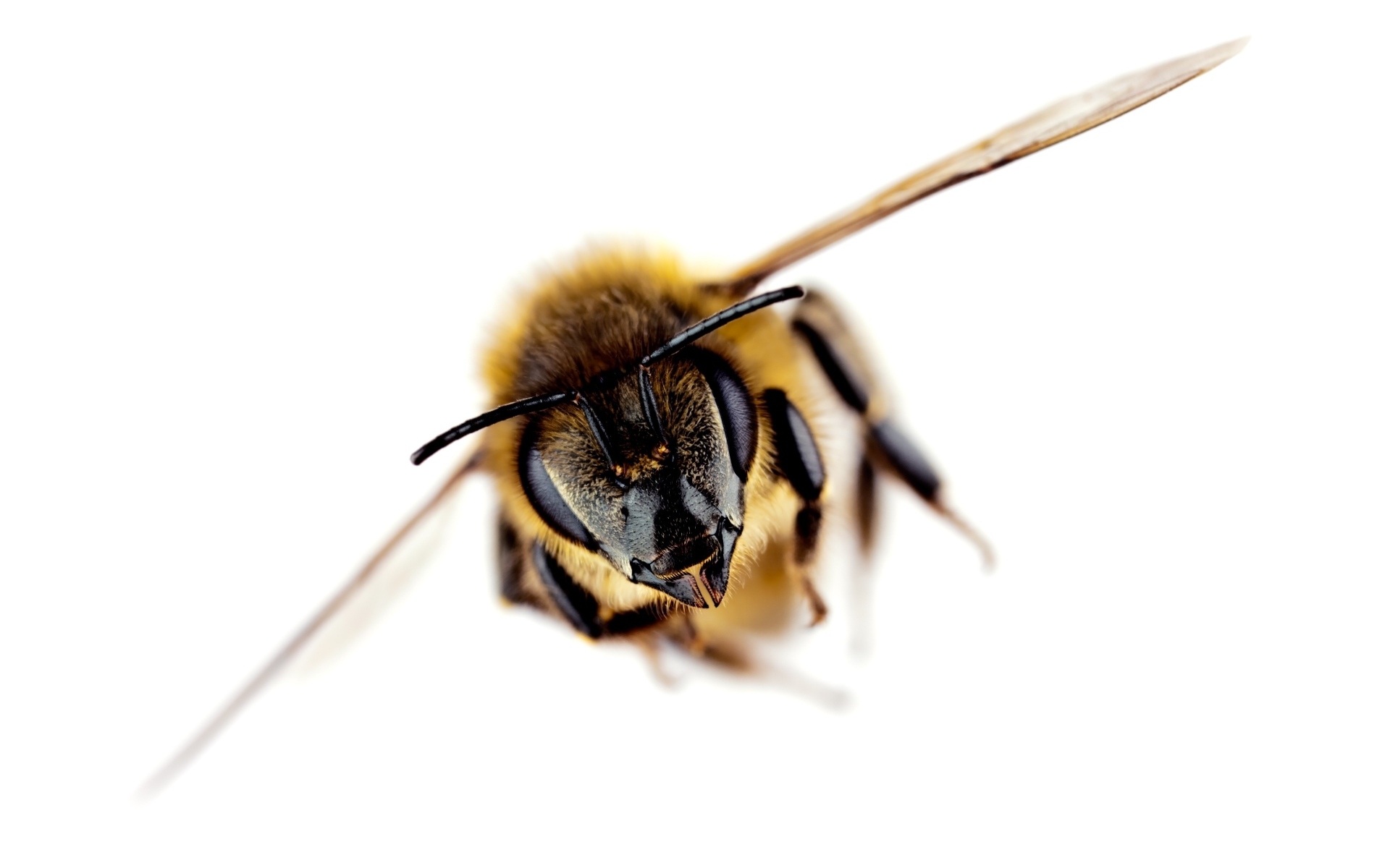Пчела на белом фоне макросъемка