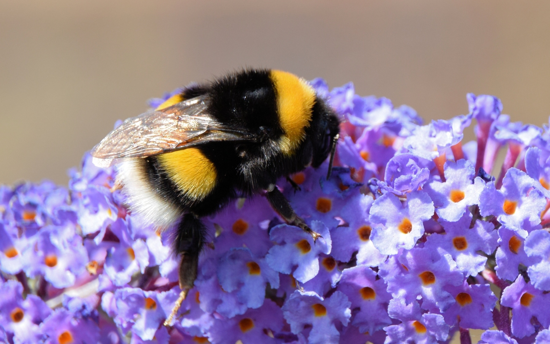 Маленький шмель на сиреневых цветах