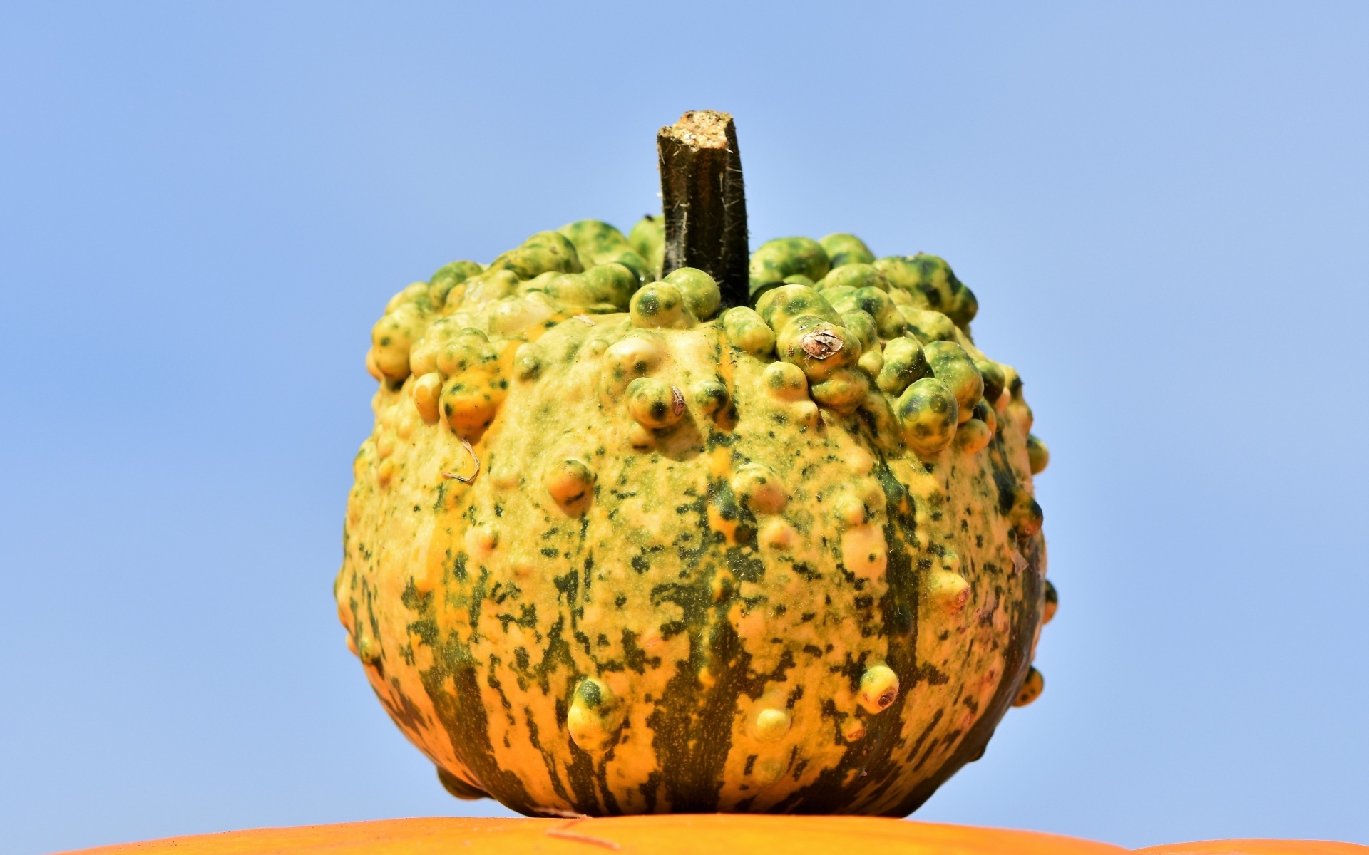 Большая тыква на фоне голубого неба