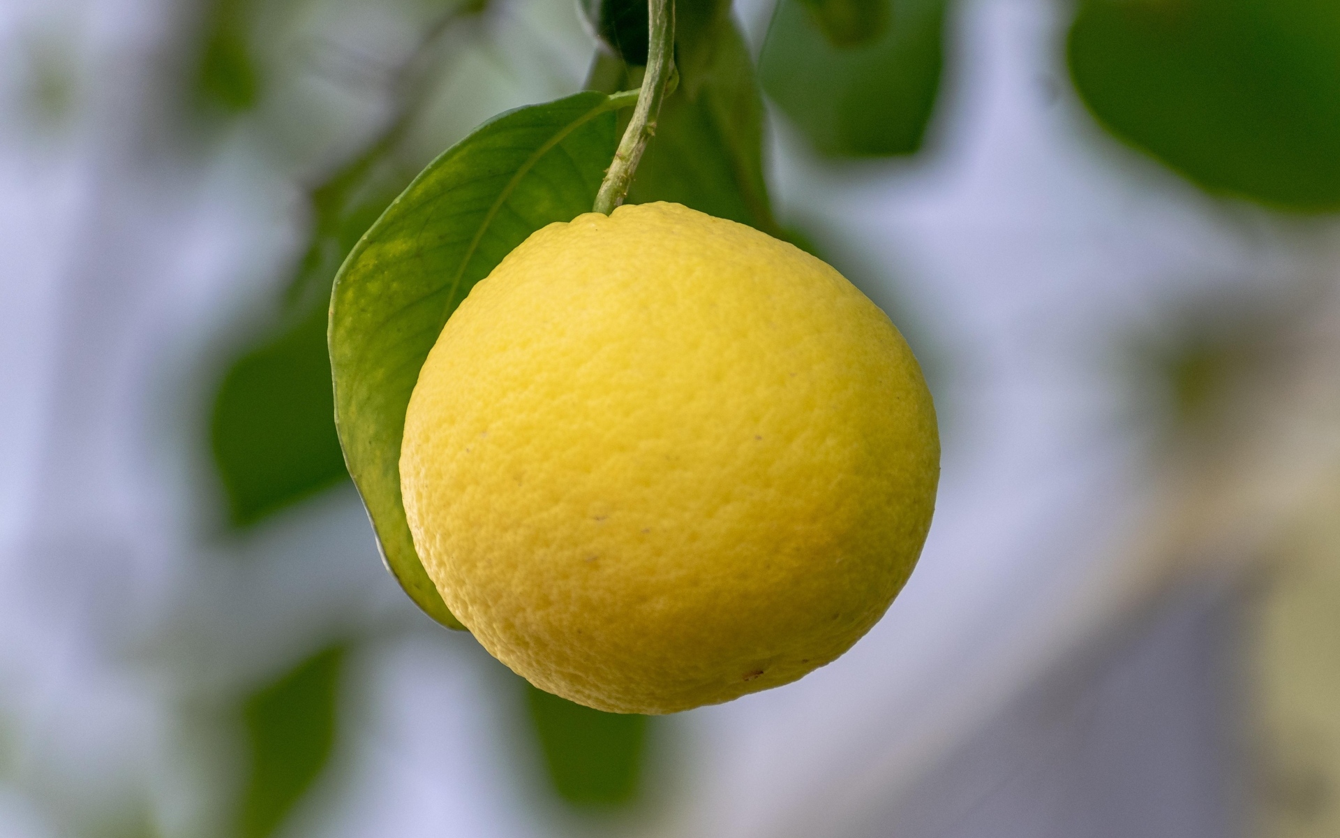 Желтый лимон висит на ветке 
