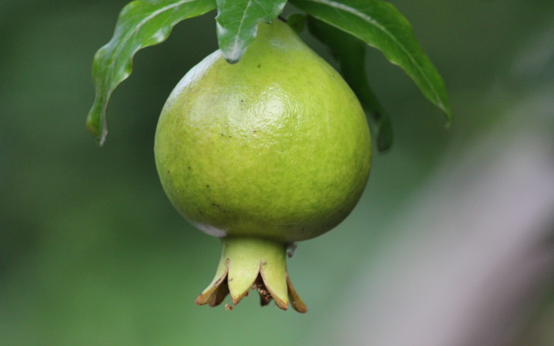 Зеленый плод граната на ветке