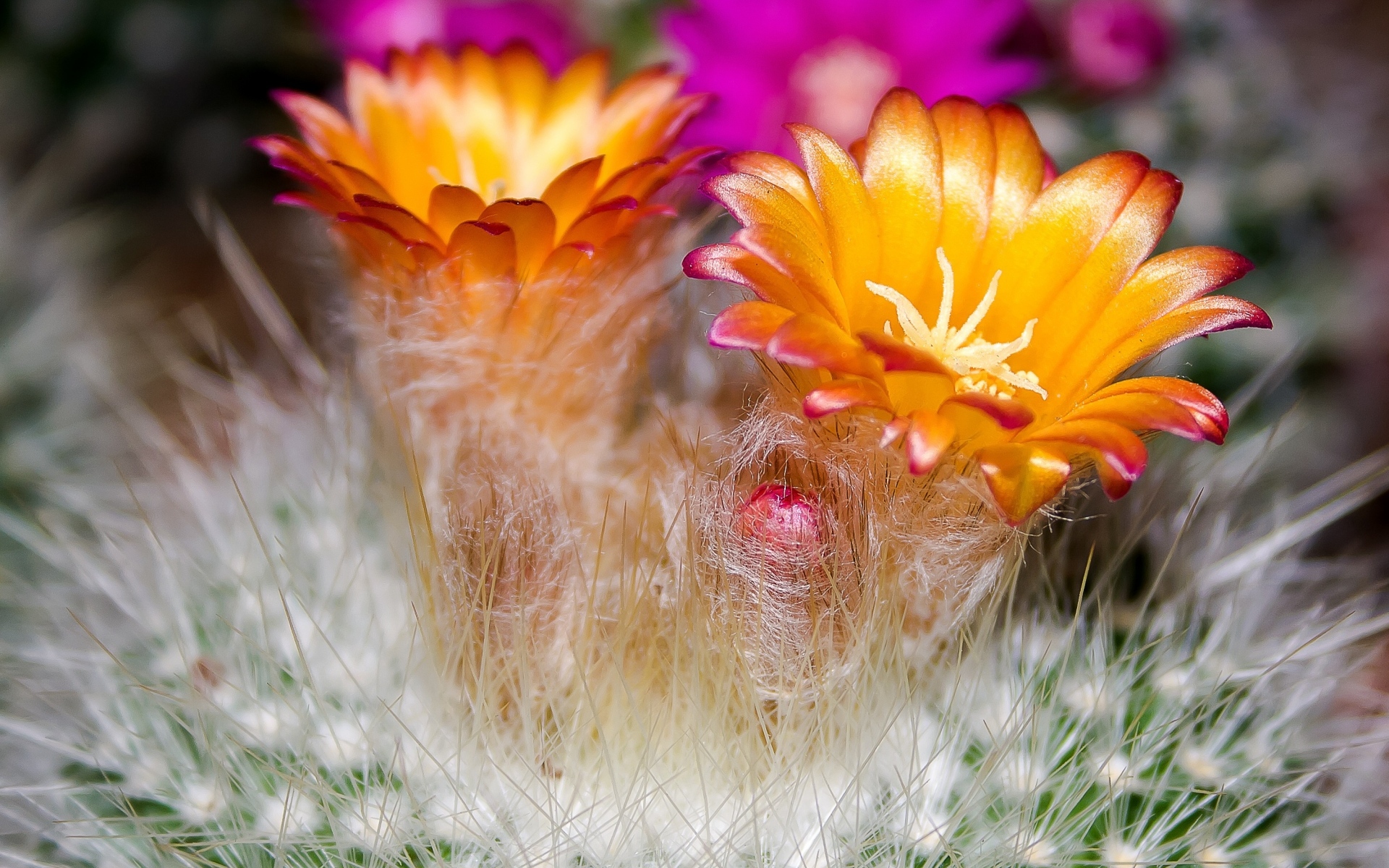 Красивые оранжевые цветы колючего кактуса